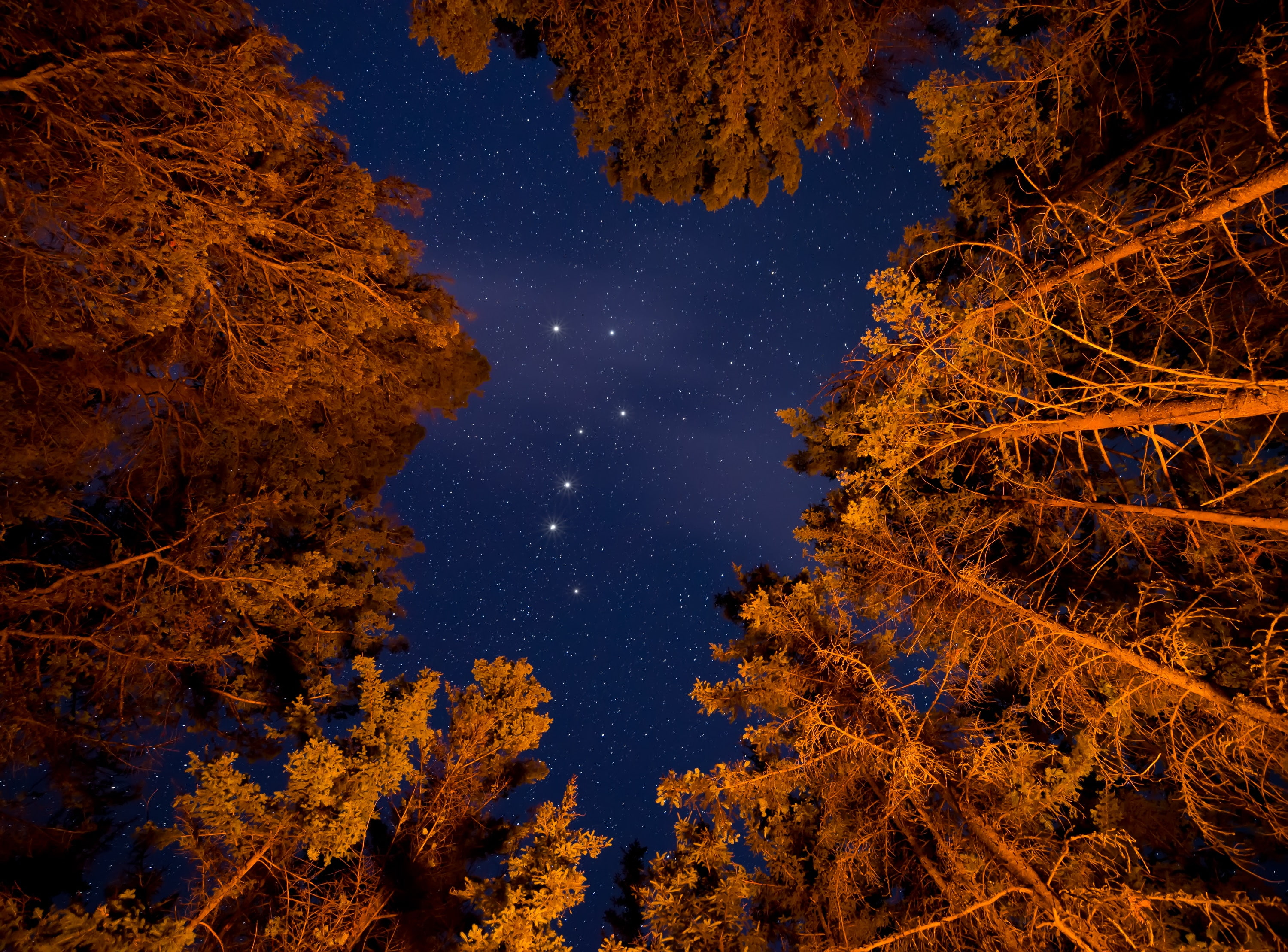 sky, trees, 2K, stars, bottom view, night, starry sky, HD Wallpaper