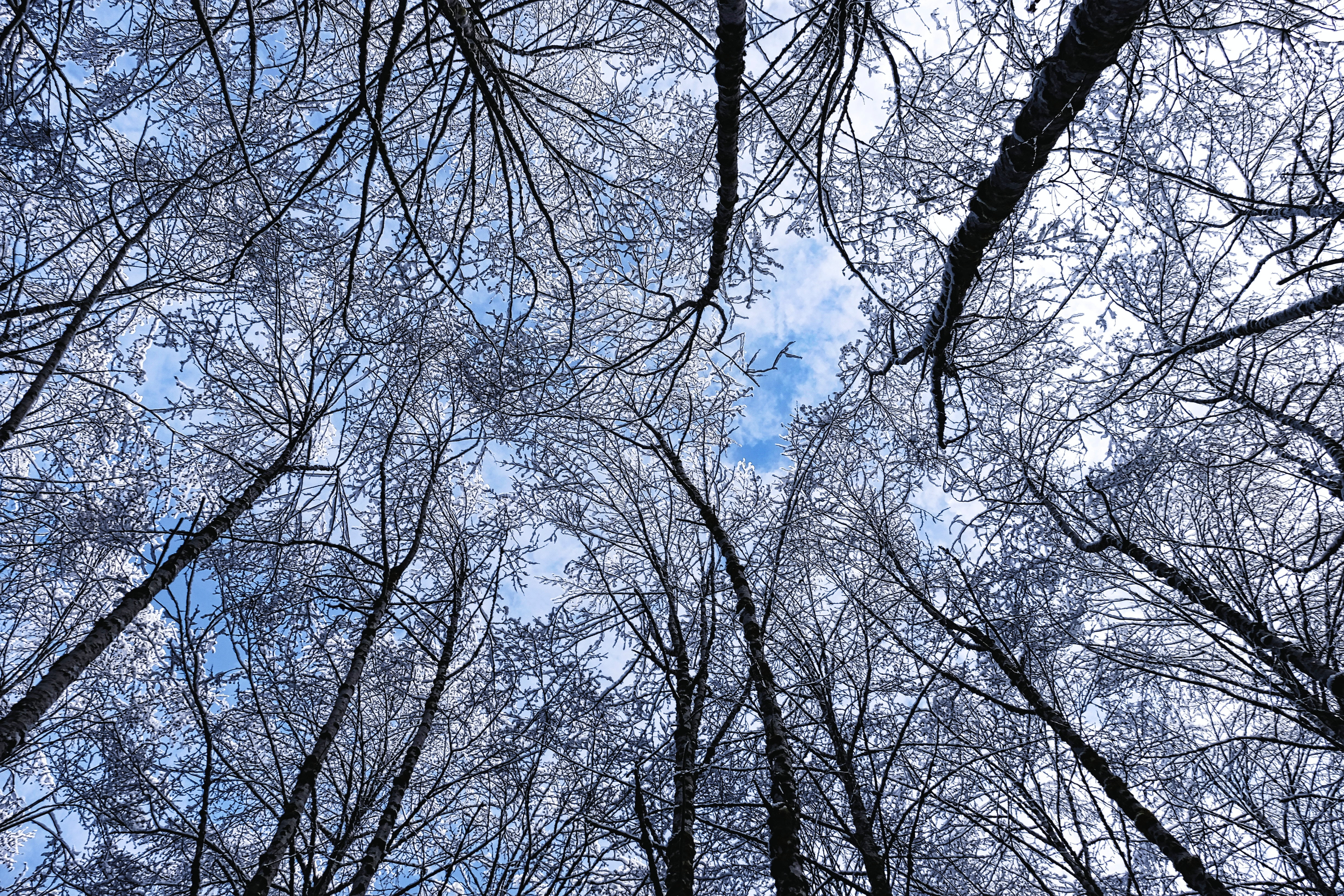 low angle view, sky, tree trunk, day, tree canopy, tree, scenics - nature, no people, nature, winter, outdoors, forest, tranquility, 4K, branch, bare tree, HD Wallpaper