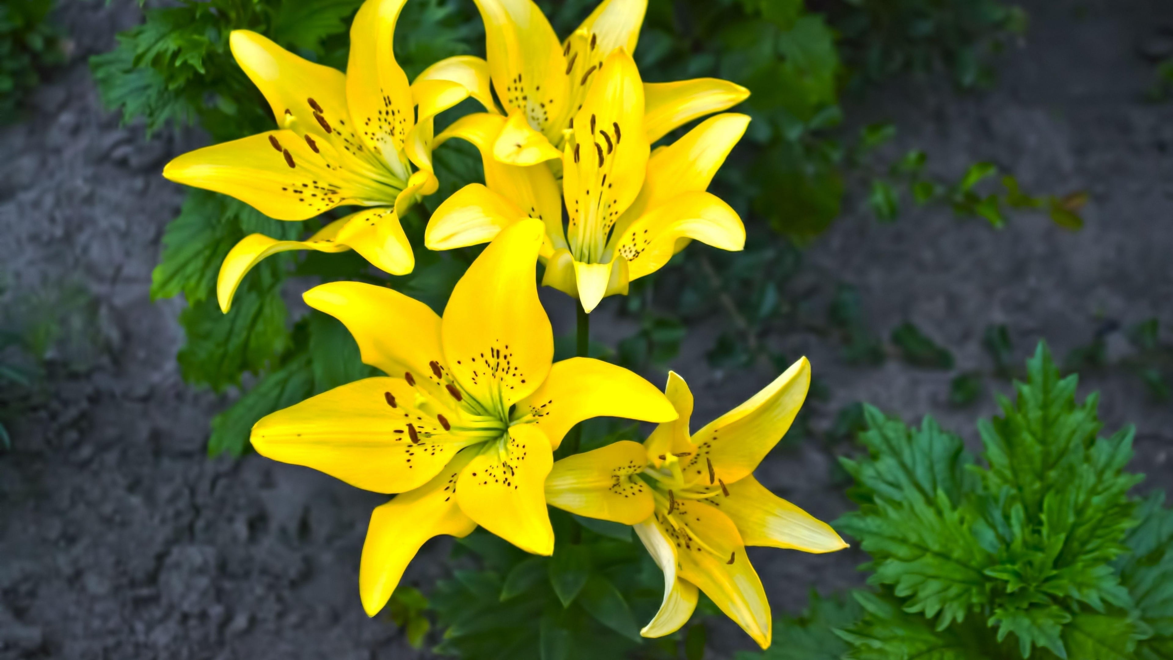 outdoors, pollen, vulnerability, plant, focus on foreground, plant part, lily, day, hd, flower, nature, star, no people, flower head, petal, HD Wallpaper