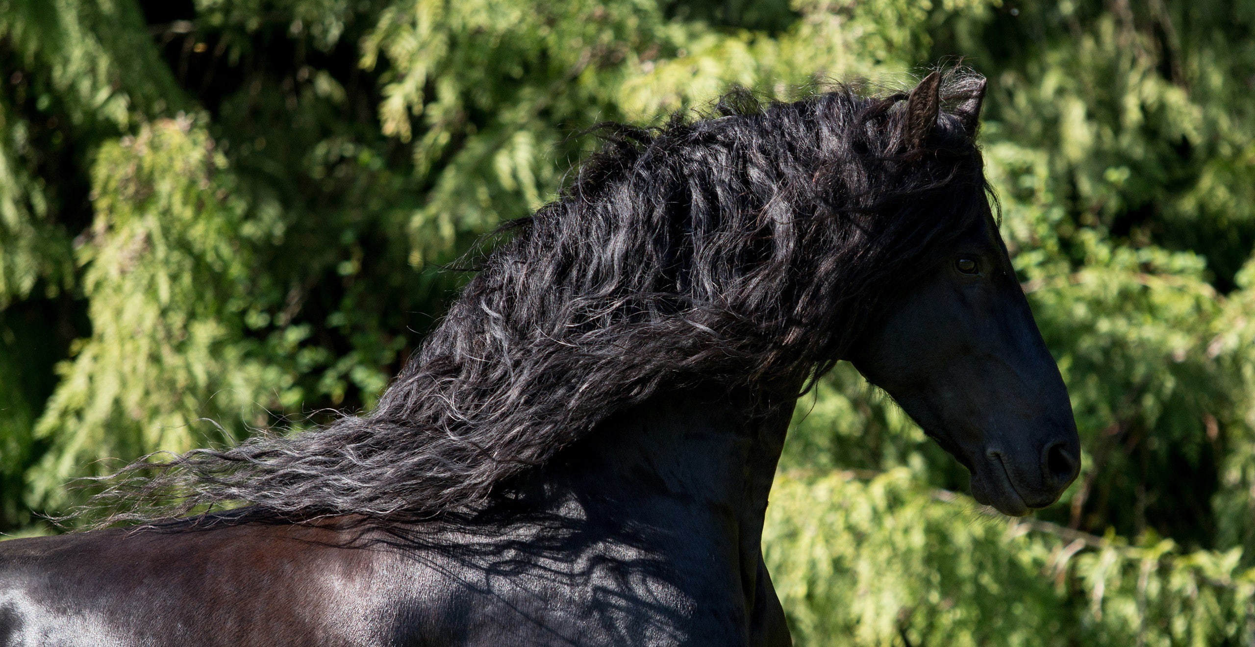 a handsome, black, handsome, 2K, horse, profile, a horse, mane, HD Wallpaper