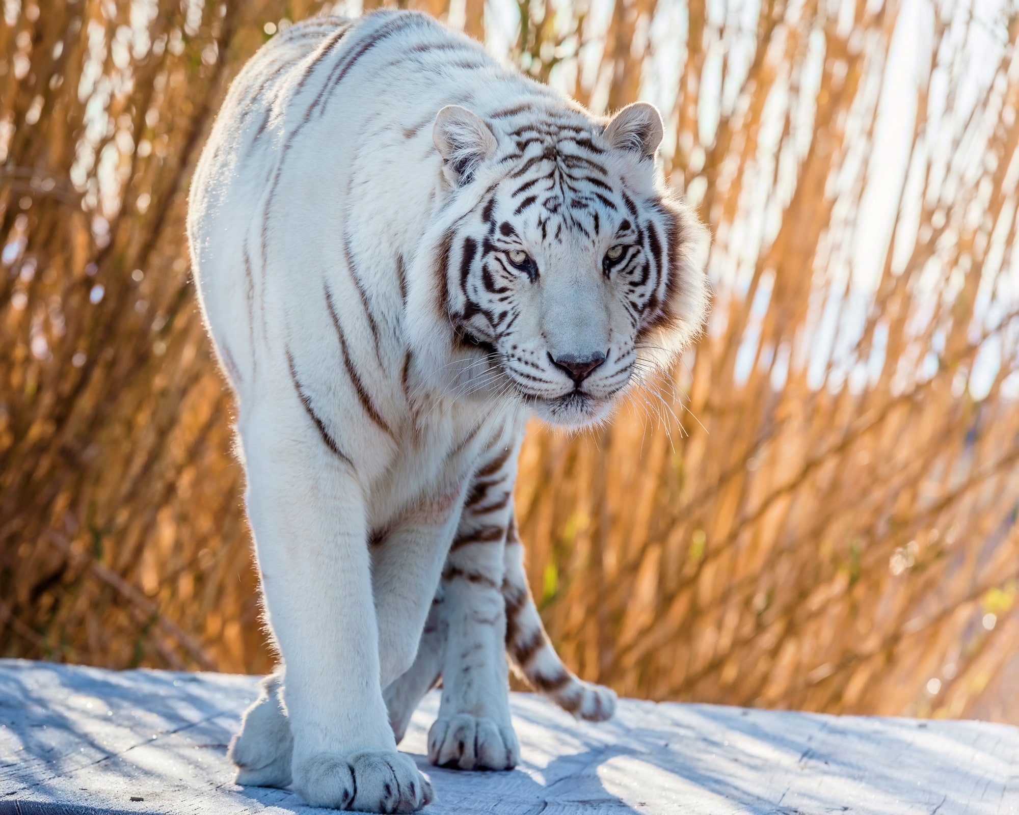 tiger, white, 1080P, handsome, HD Wallpaper