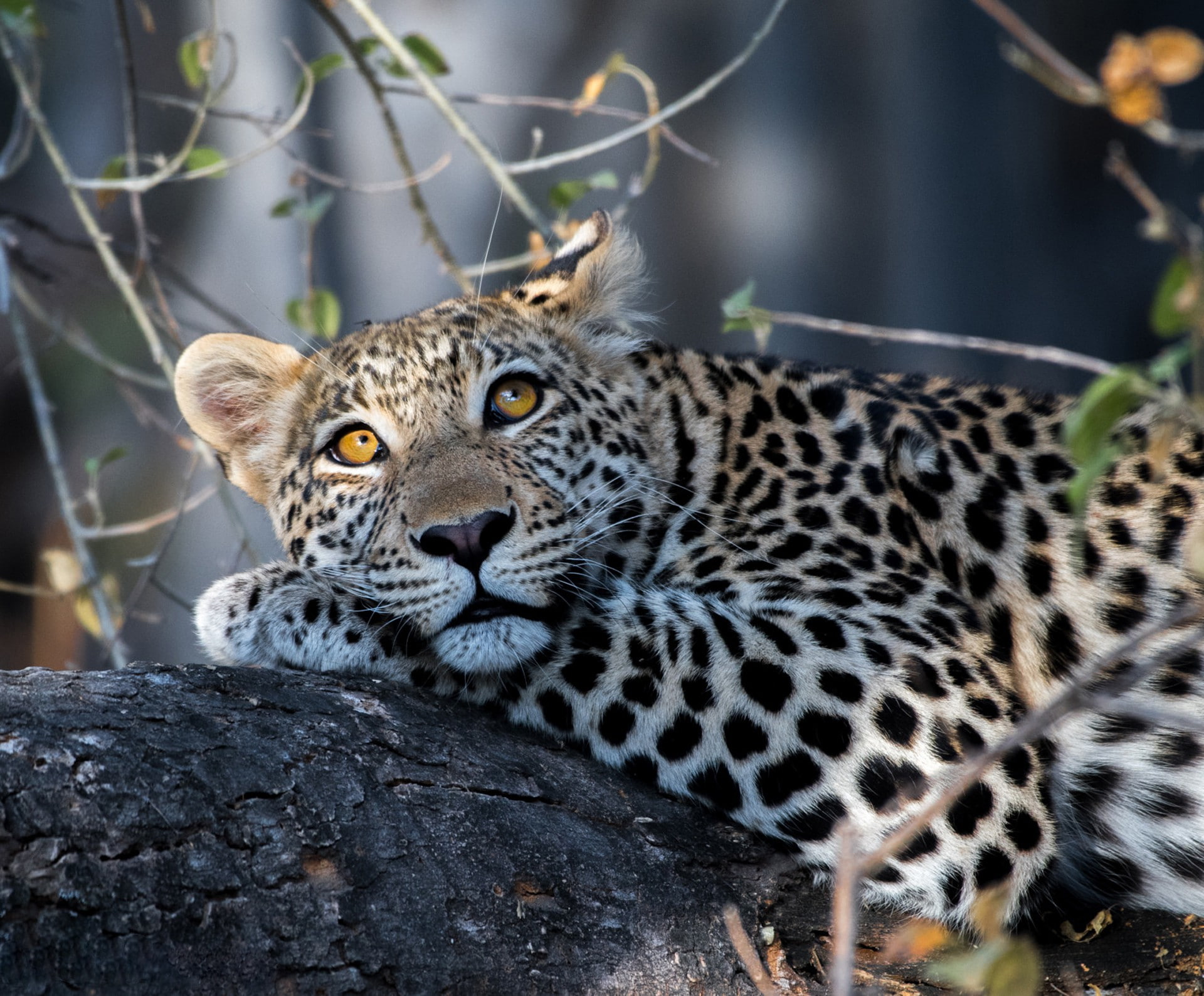 handsome, jaguar, leopard, black, wild cat, brown, 1080P, look, HD Wallpaper
