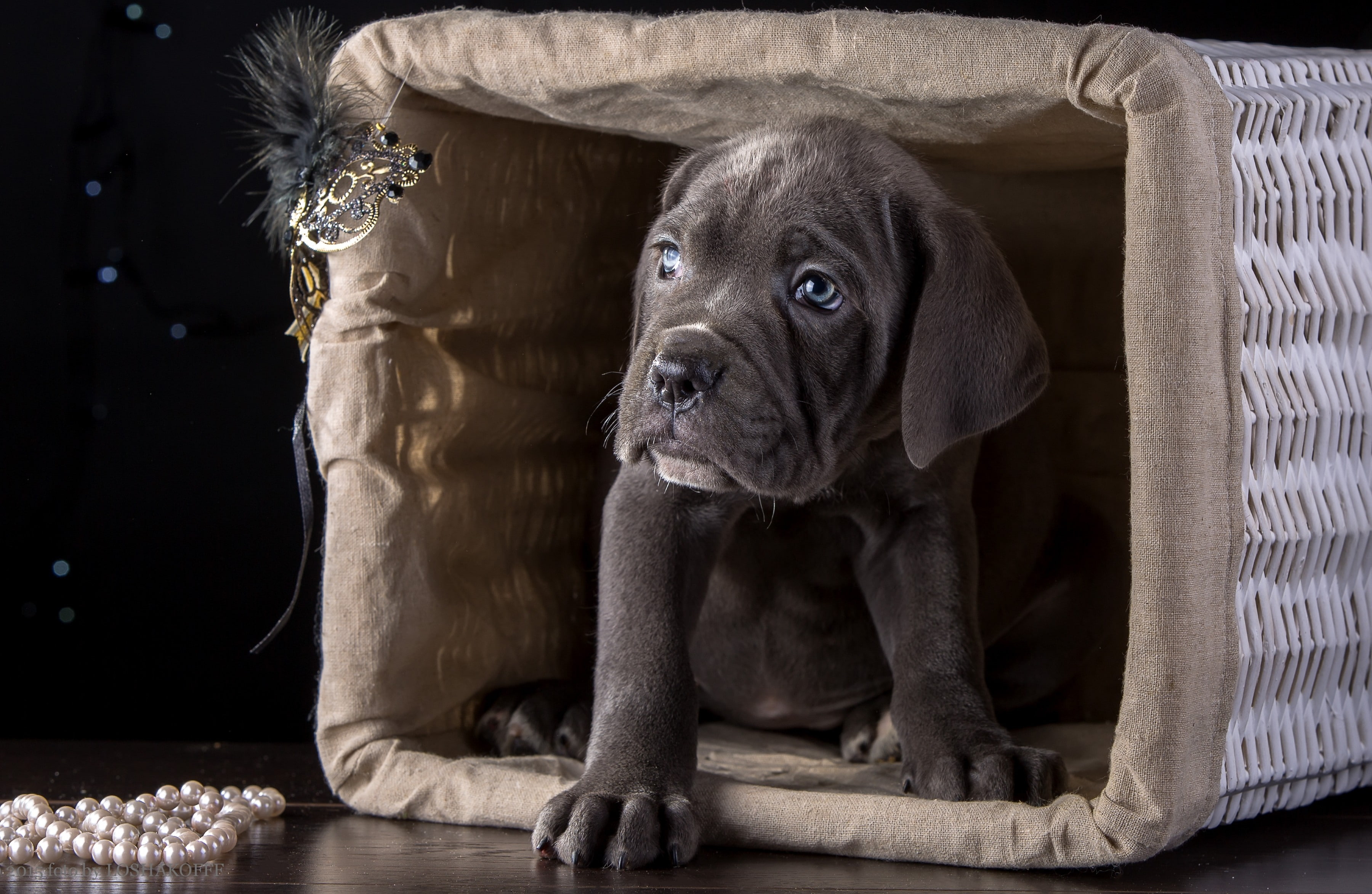 basket, puppy Cane Corso breed, corso, 2K, puppy, cane, HD Wallpaper