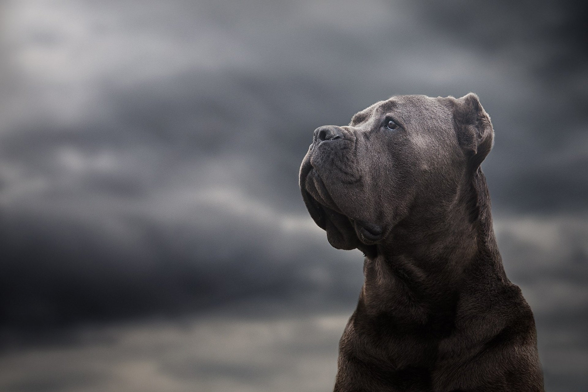 looking up, domestic, one animal, animal wildlife, cloud - sky, 1080P, animal, pets, outdoors, animals in the wild, animal head, domestic animals, nature, HD Wallpaper