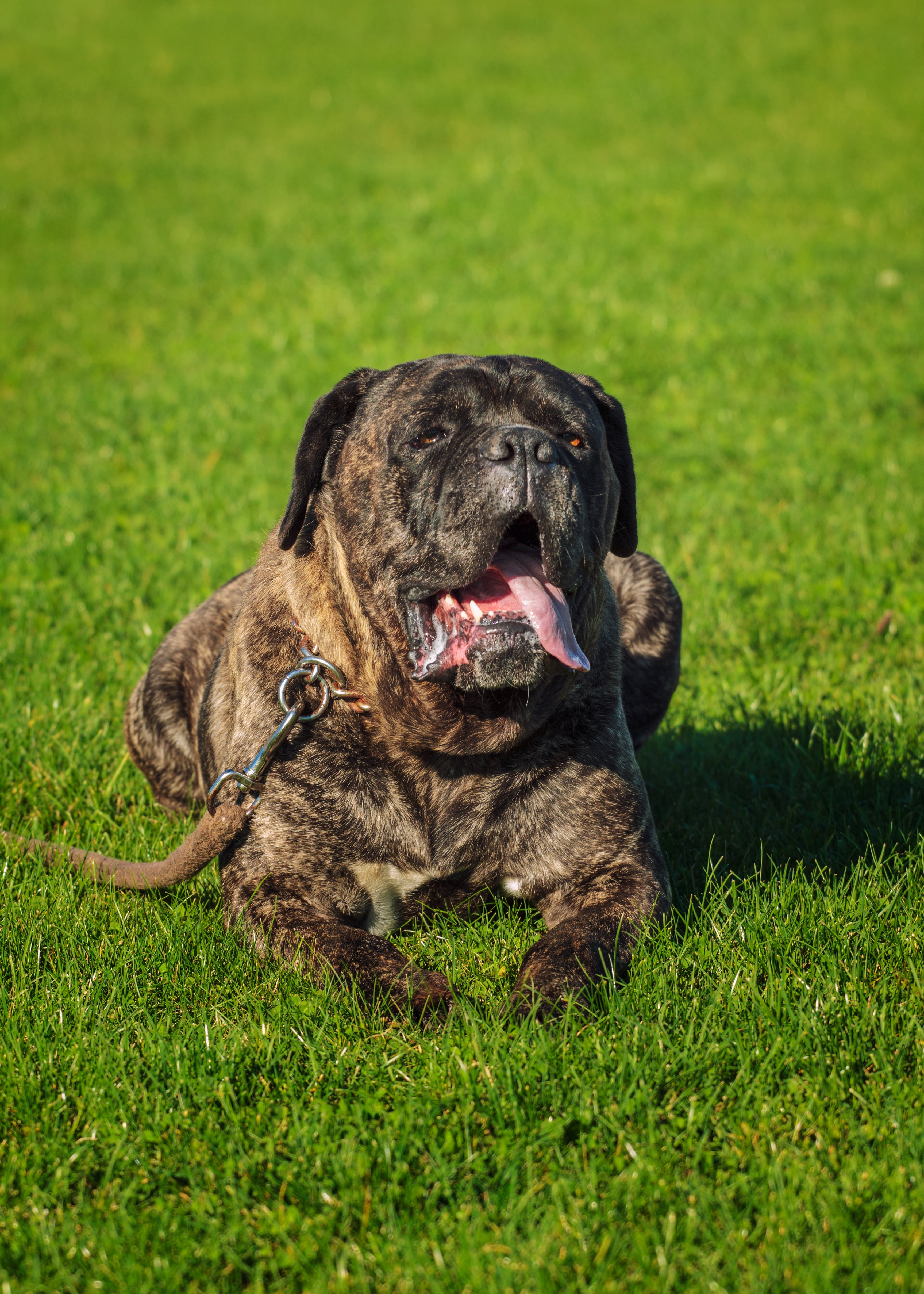 vertebrate, day, cane corso, relaxation, one animal, animal head, animal themes, domestic animals, collar, grass, outdoors, mammal, dog, purebred dog, no people, Phone HD Wallpaper