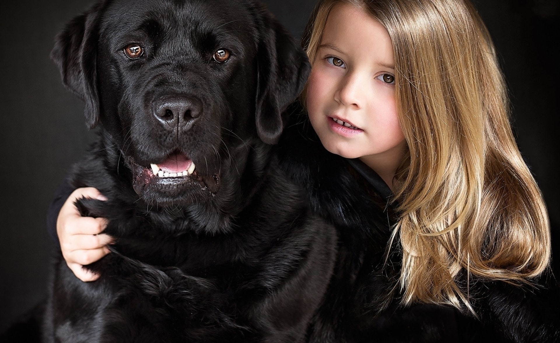 cane corso, 1080P, HD Wallpaper