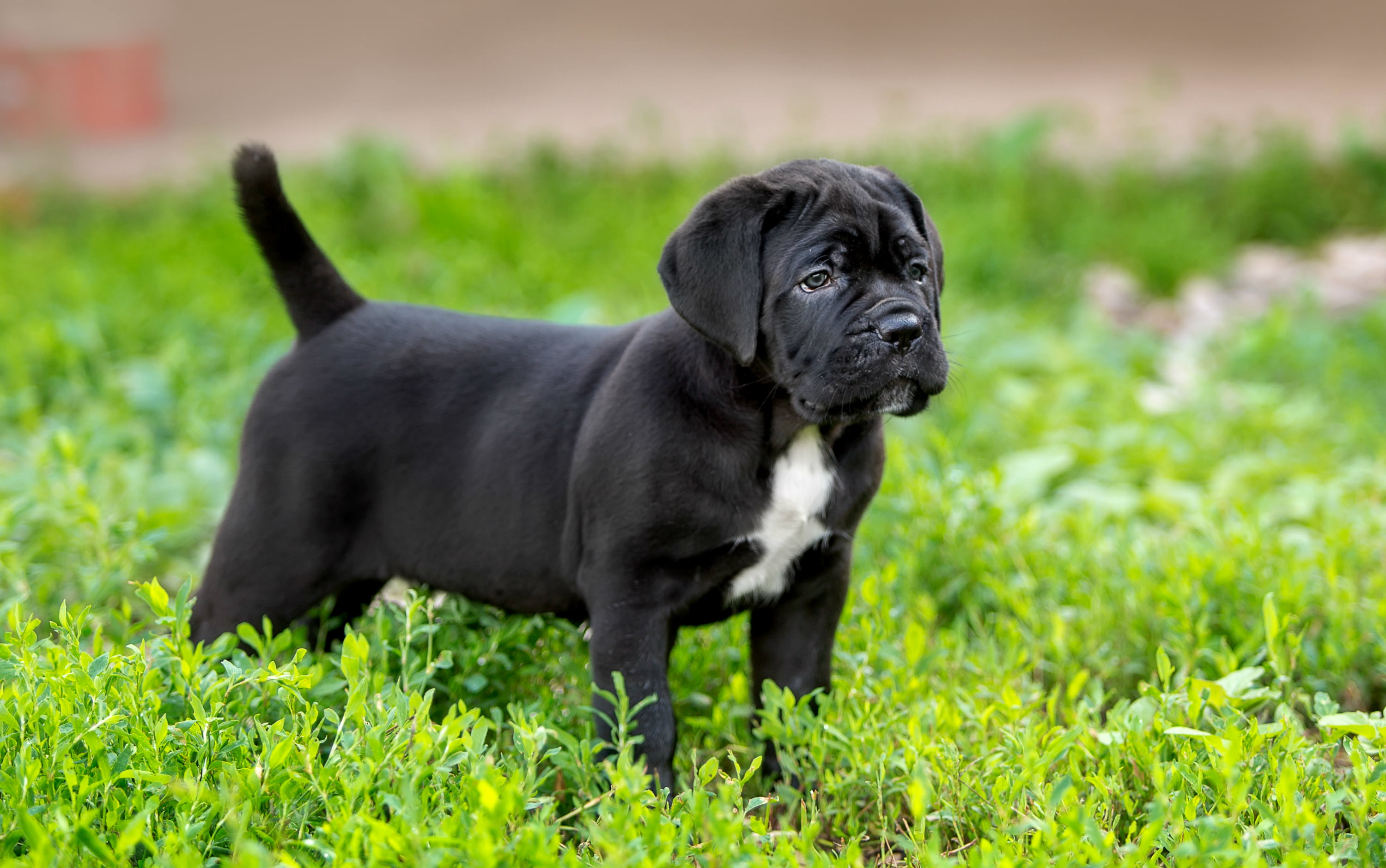 lap dog, dog, dogs, 2K, no People, friendship, grass, cane Corso, puppy, animal, pets, domestic Animals, white, nature, canine, domestic, one Animal, green Color, HD Wallpaper