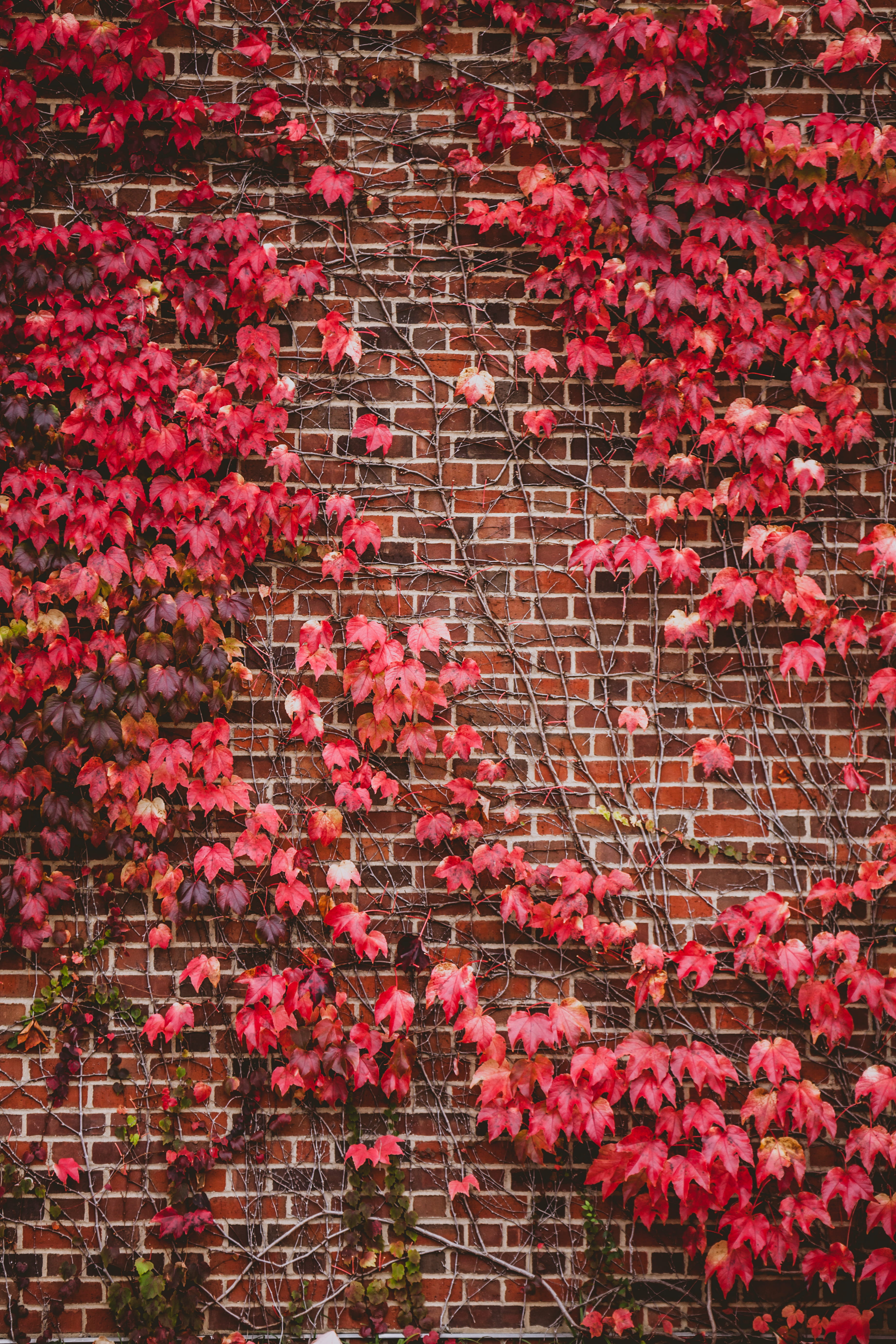 flower head, fragility, day, architecture, vulnerability, full frame, flowers, leaf, flowering plant, maple leaf, palmate, no people, flower, building exterior, Phone HD Wallpaper