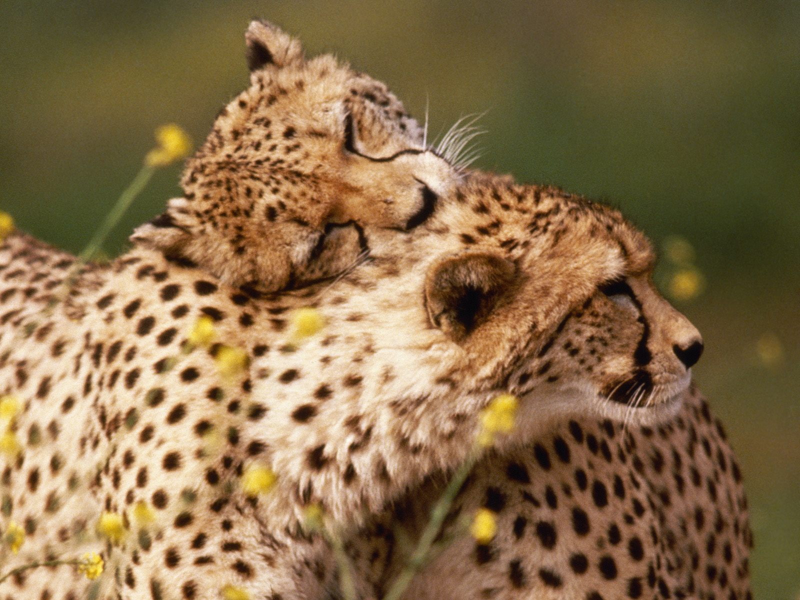 720P, affectionate, cheetahs, HD Wallpaper