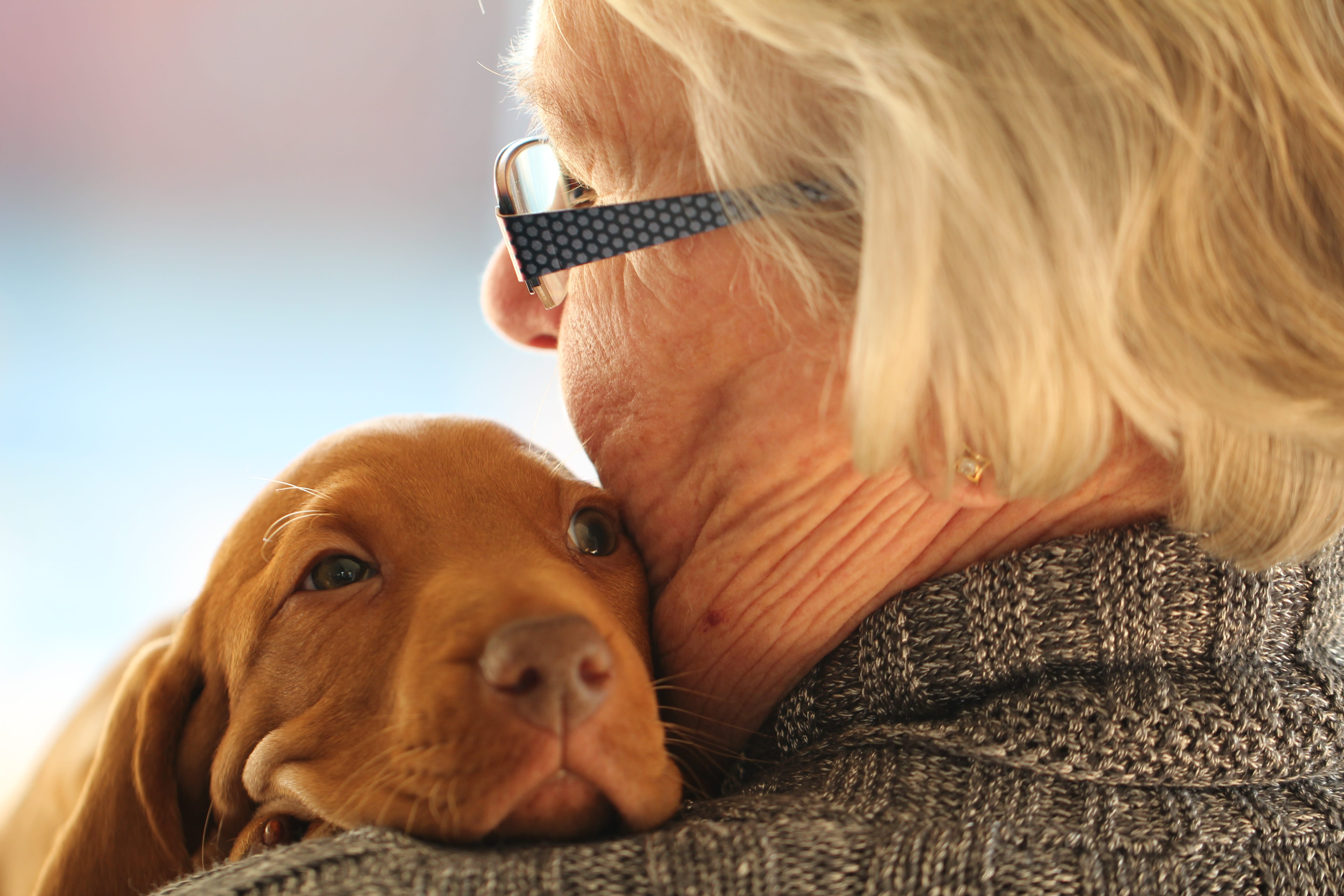 mammal, cute, adult, young, elderly, puppy, domestic, pet owner, positive emotion, 5K, woman, glasses, one animal, Vizsla, portrait, blond hair, old, holding, HD Wallpaper