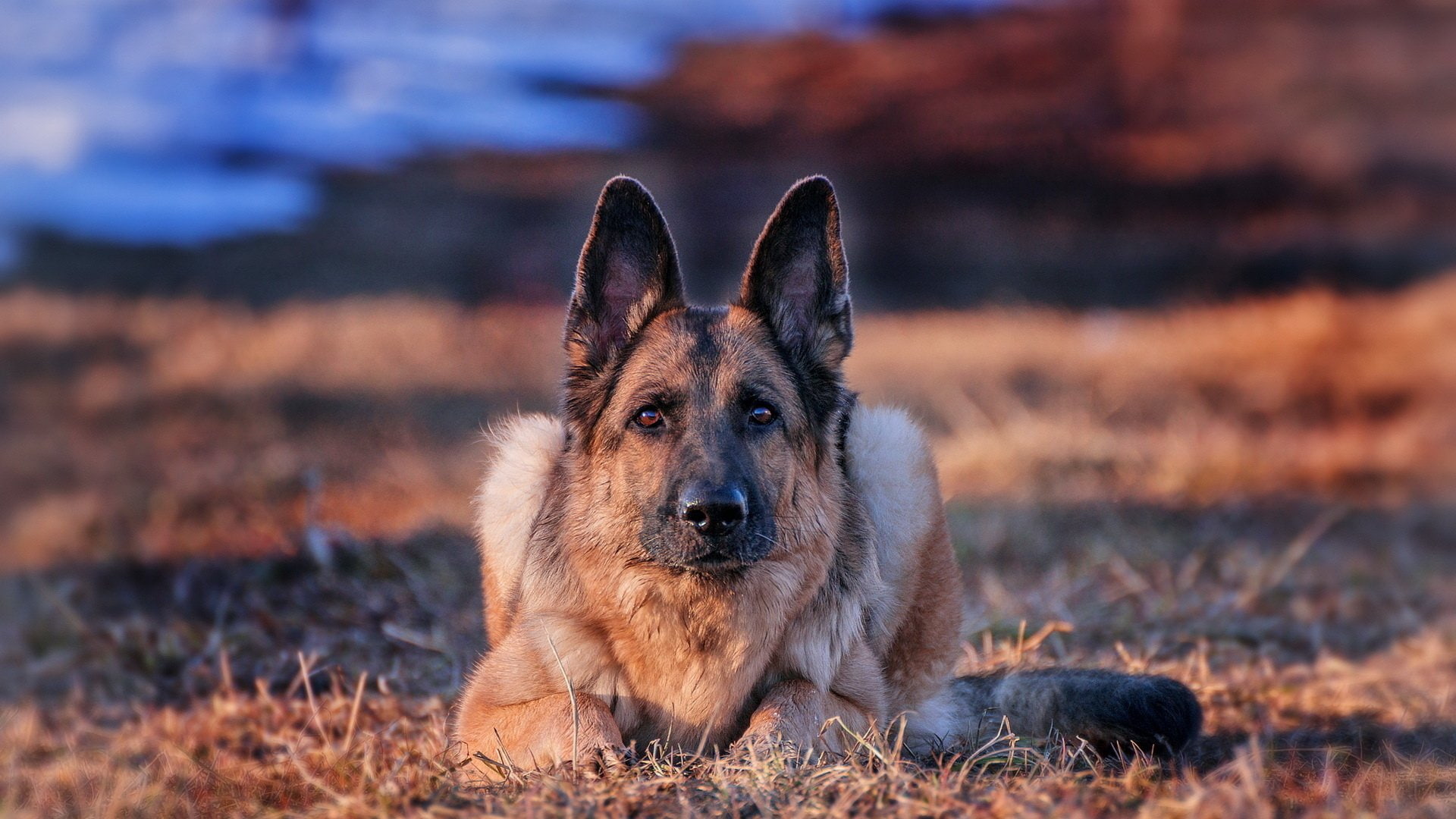 1080P, Dogs, Dog, canine, looking at camera, snout, positive emotion, one animal, portrait, German Shepherd, domestic, affectionate, theatrical performance, HD Wallpaper