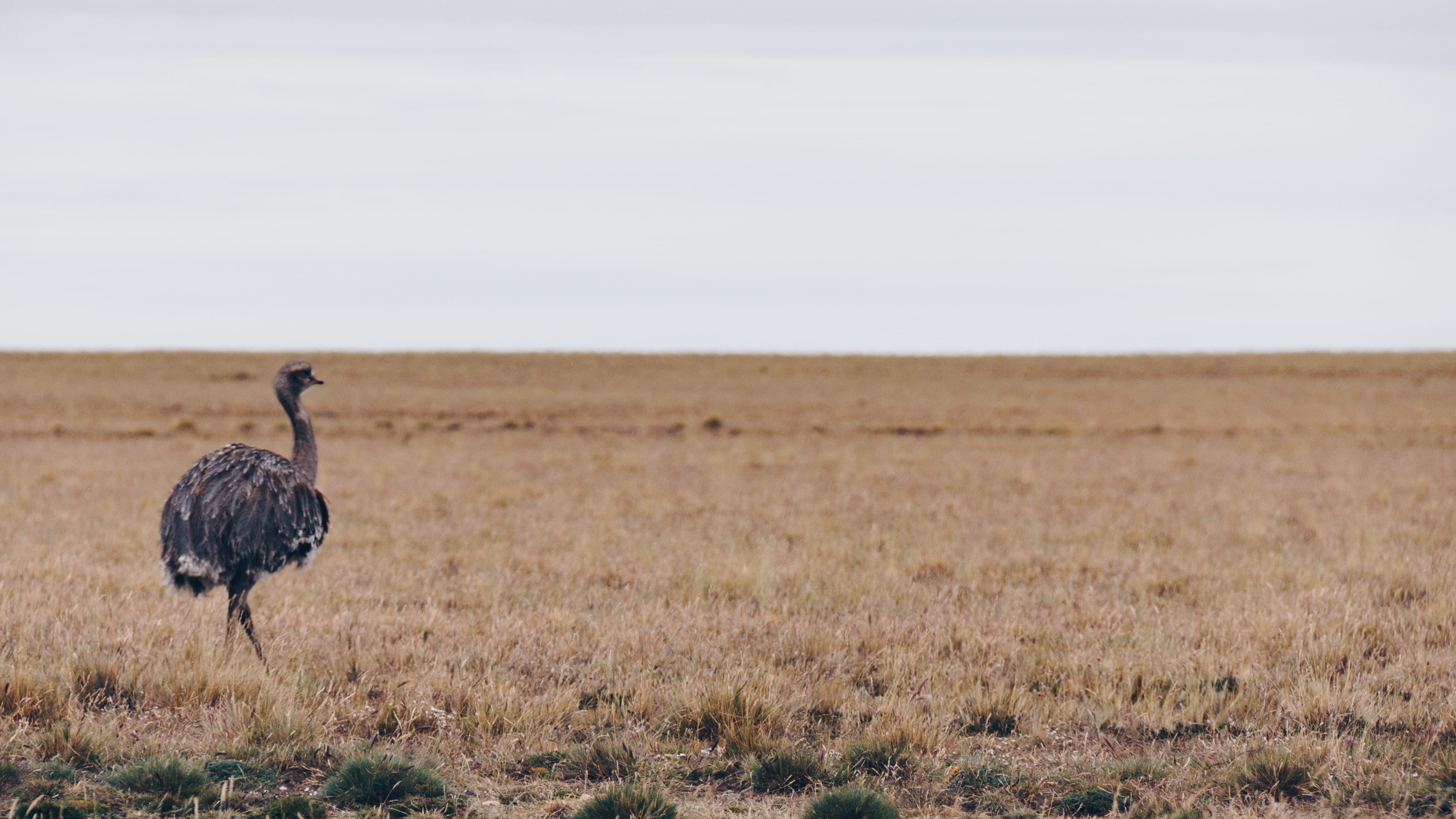 safari, rhea, animal wildlife, sky, landscape, animal themes, bird, standing, environment, argentina, animals in the wild, no people, horizon, semi-arid, HD Wallpaper