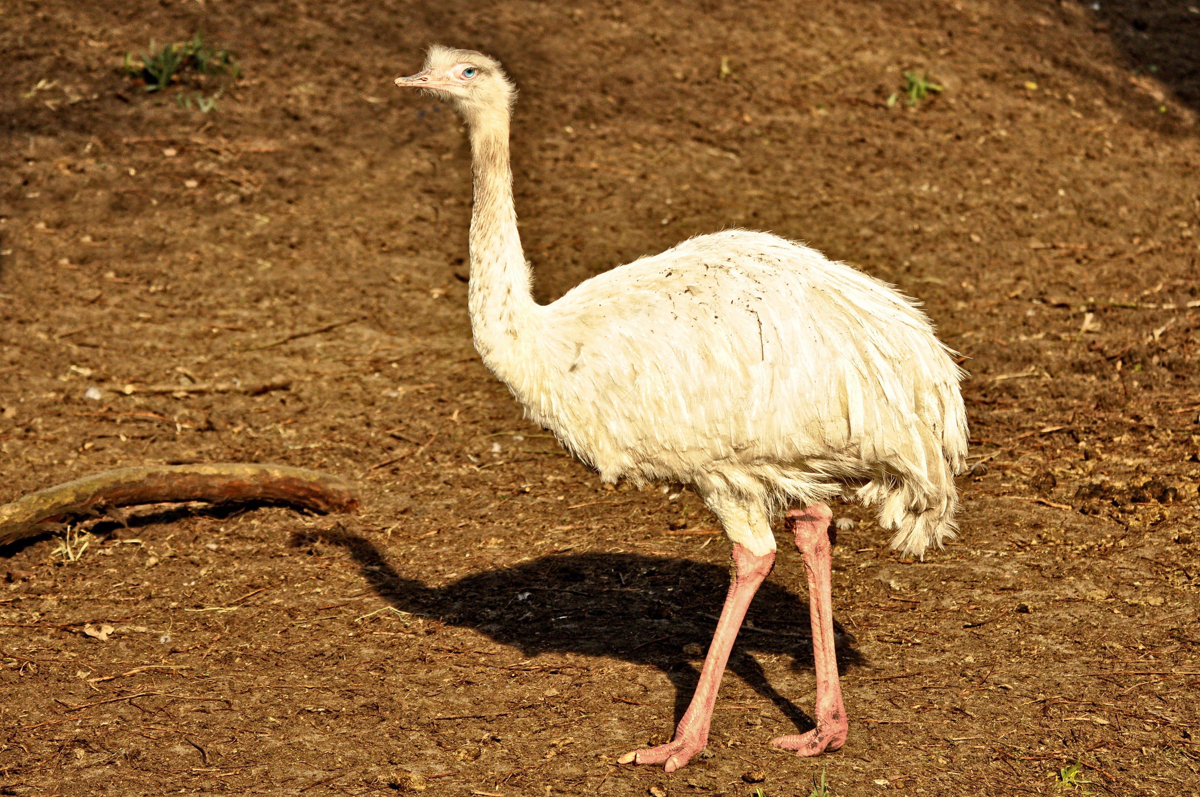 long neck, nature, rhea americana, 4K, feathers, sunlight, shadow, south american, flightless, full length, endemic, outdoors, feet, bird, nest, plumage, HD Wallpaper