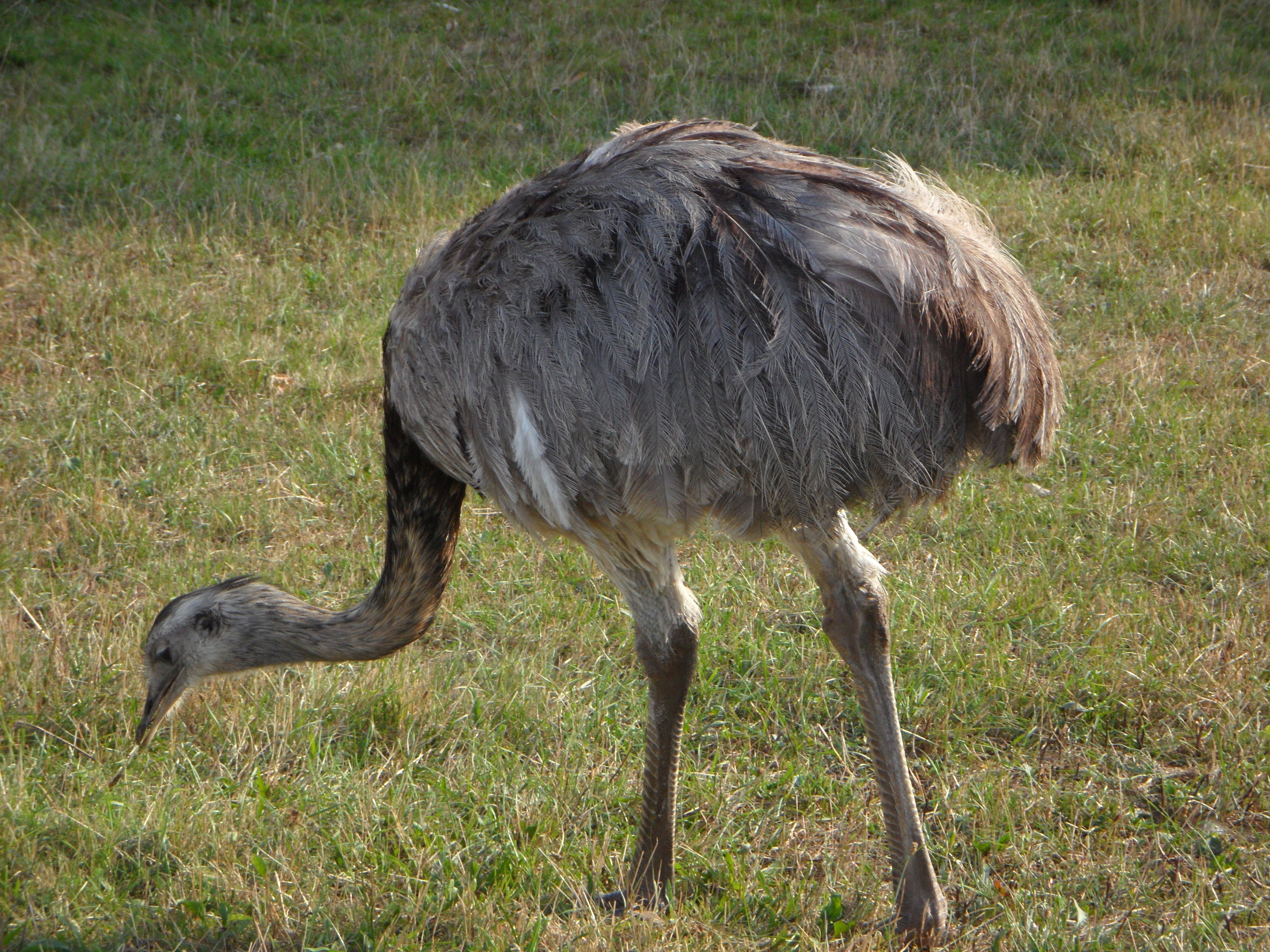 land, feather, ostrich, plant, bird, no people, plumage, mammal, day, long, meadow, rhea bird, nature, one animal, green color, field, peck, 4K, animal wildlife, HD Wallpaper