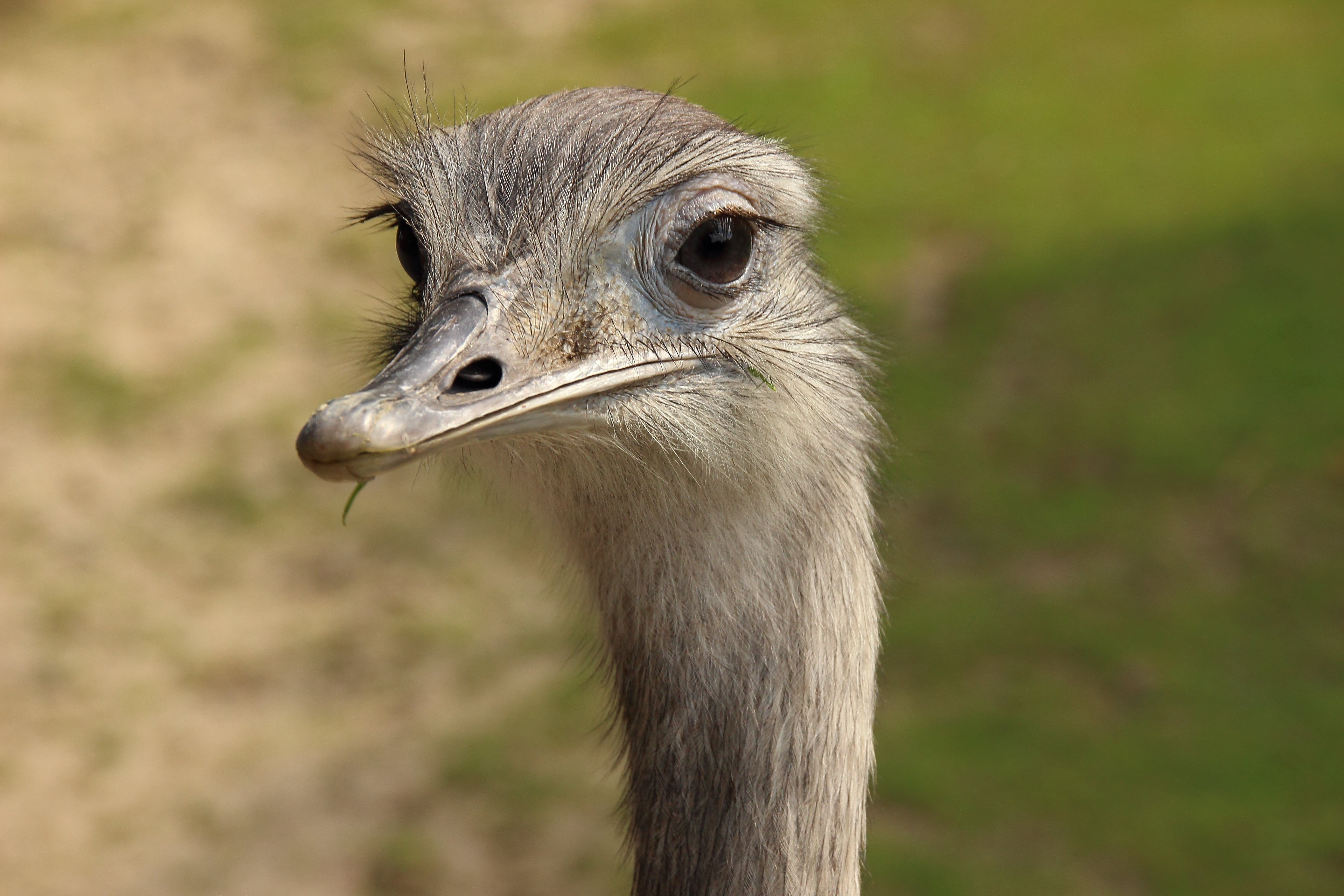one animal, portrait, outdoors, animal Neck, animal Head, animal themes, animal eye, bouquet, rhea bird, animals in the wild, focus on foreground, no people, HD Wallpaper