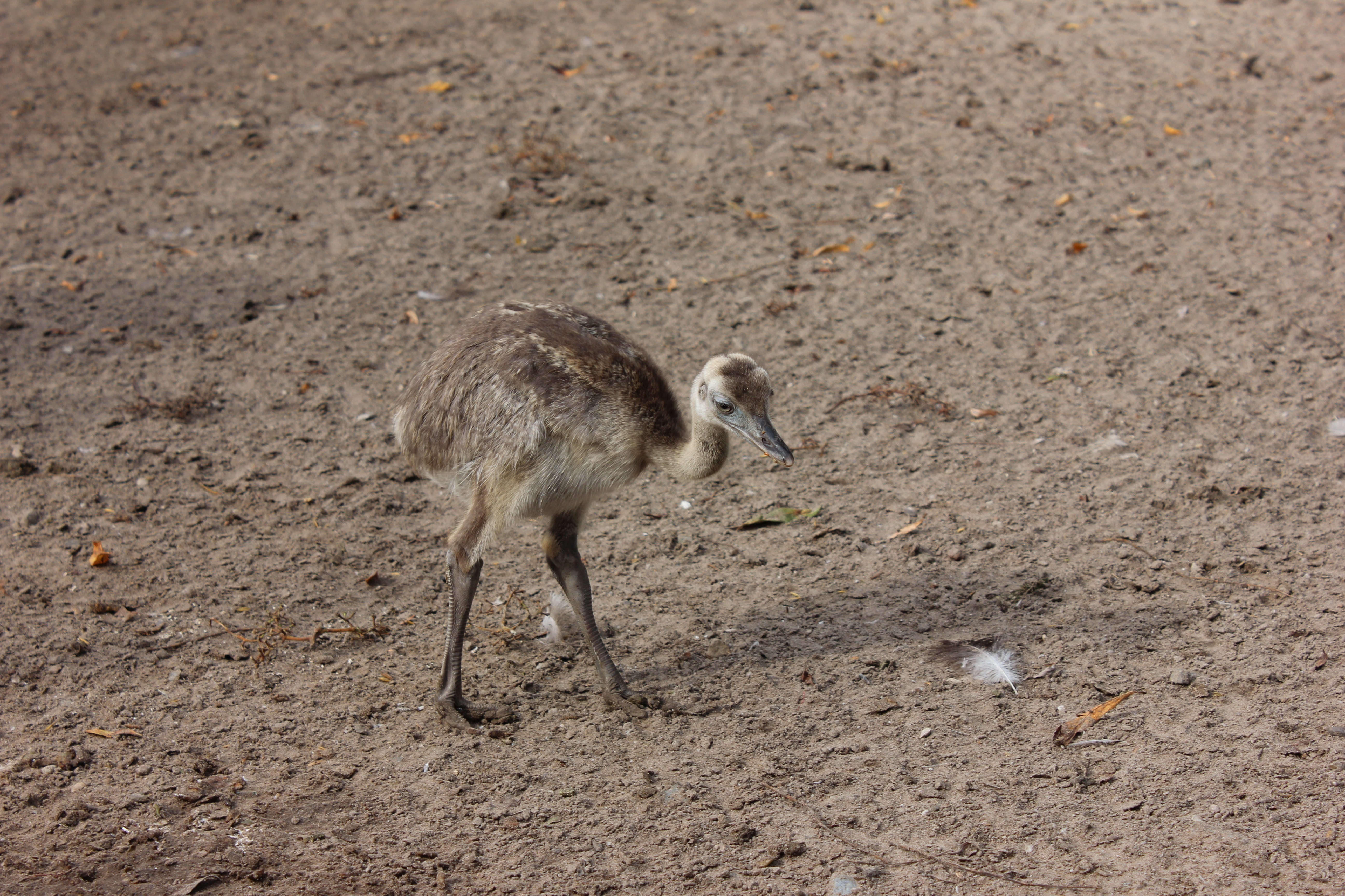 rhea bird, no people, day, animal family, field, zoology, young animal, land, animal, flightless bird, nature, flightless, two animals, mammal, zoo, group of animals, HD Wallpaper
