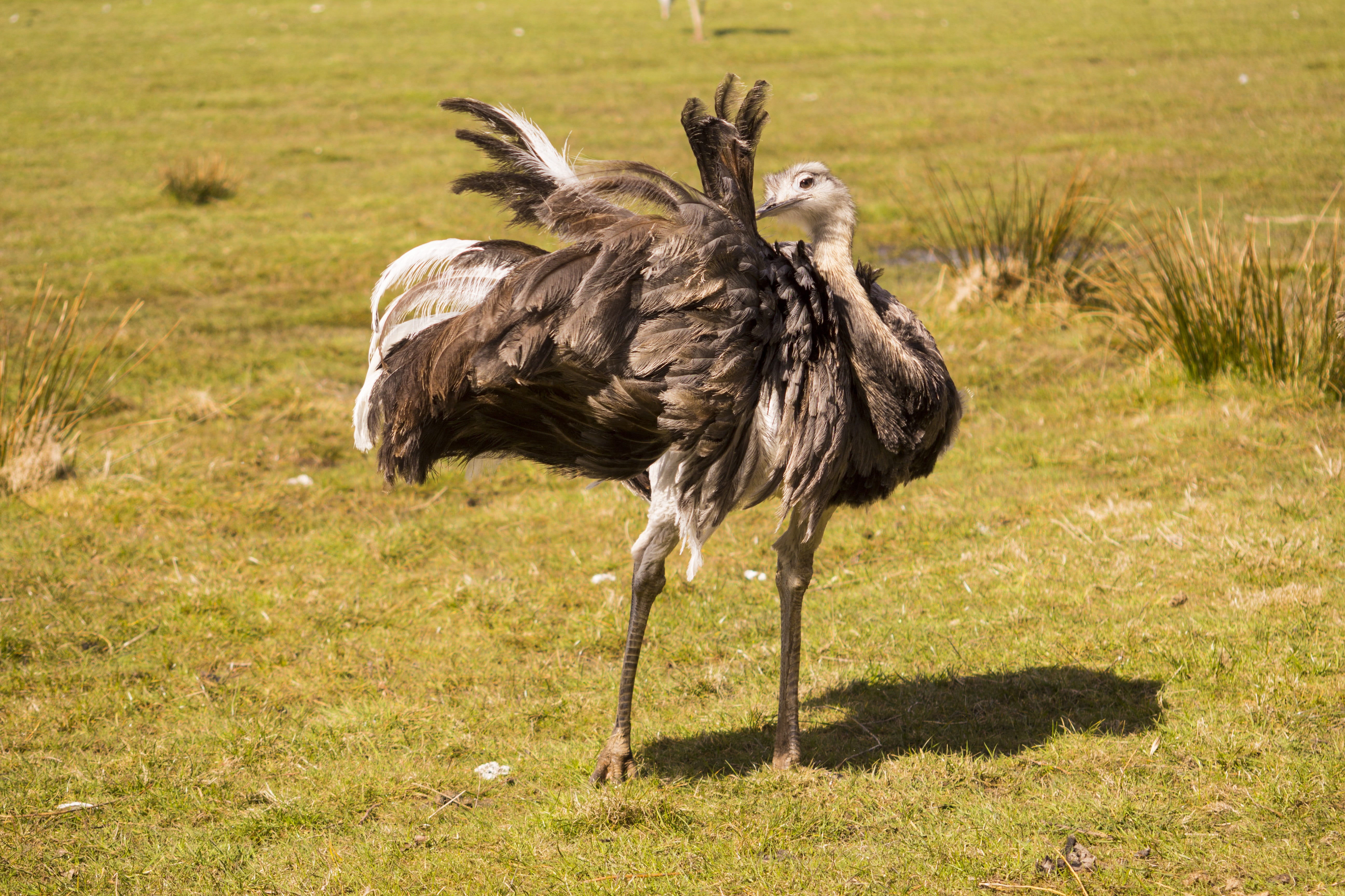 day, full length, group of animals, grass, animal body part, ostrich, land, no people, animal wildlife, nature, outdoors, animal world, rhea bird, animal themes, HD Wallpaper