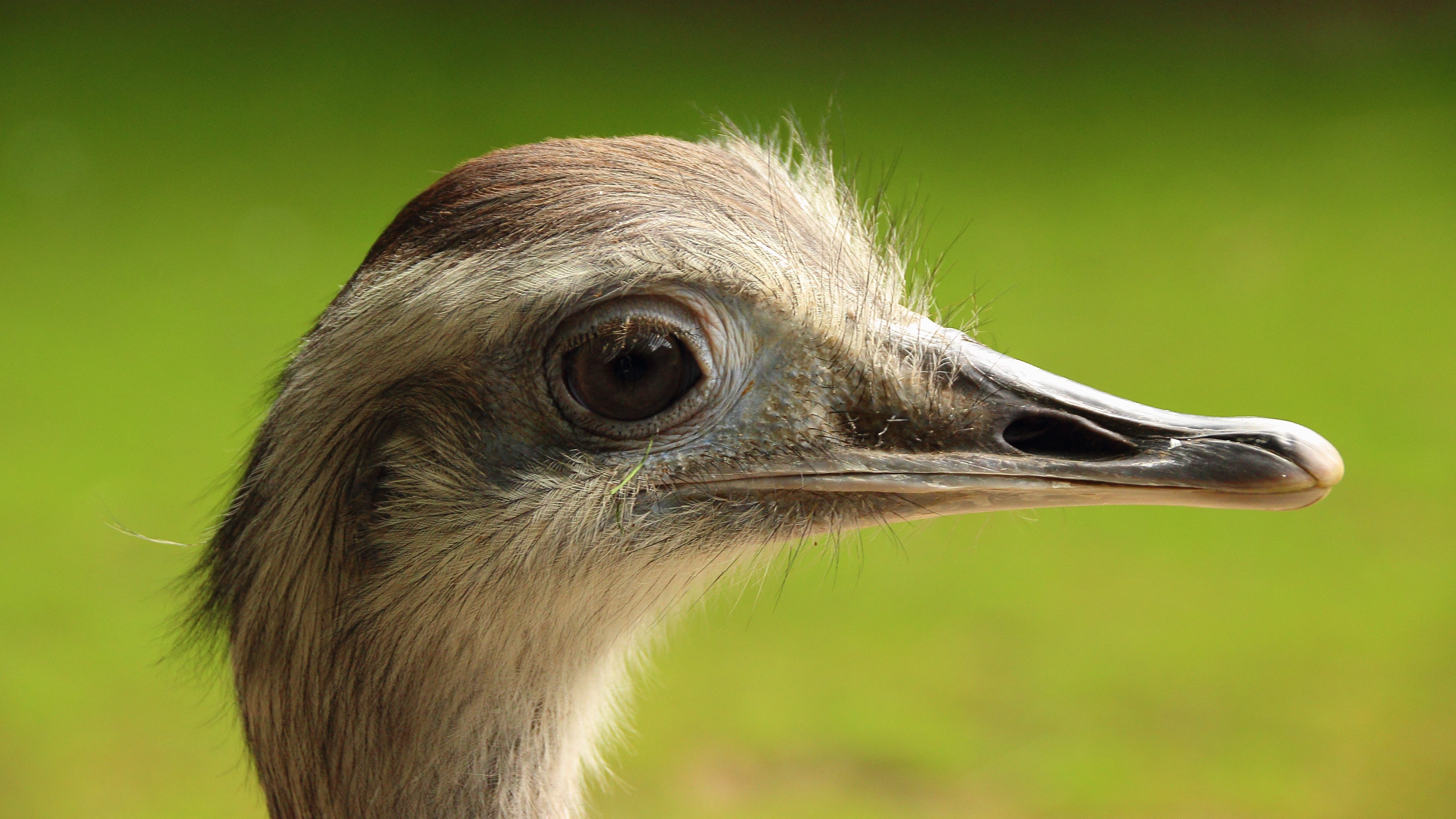 animals in the wild, macro, animal wildlife, 5K, animal head, day, head, side view, animal photography, profile view, no people, animal, ostrich, vertebrate, HD Wallpaper