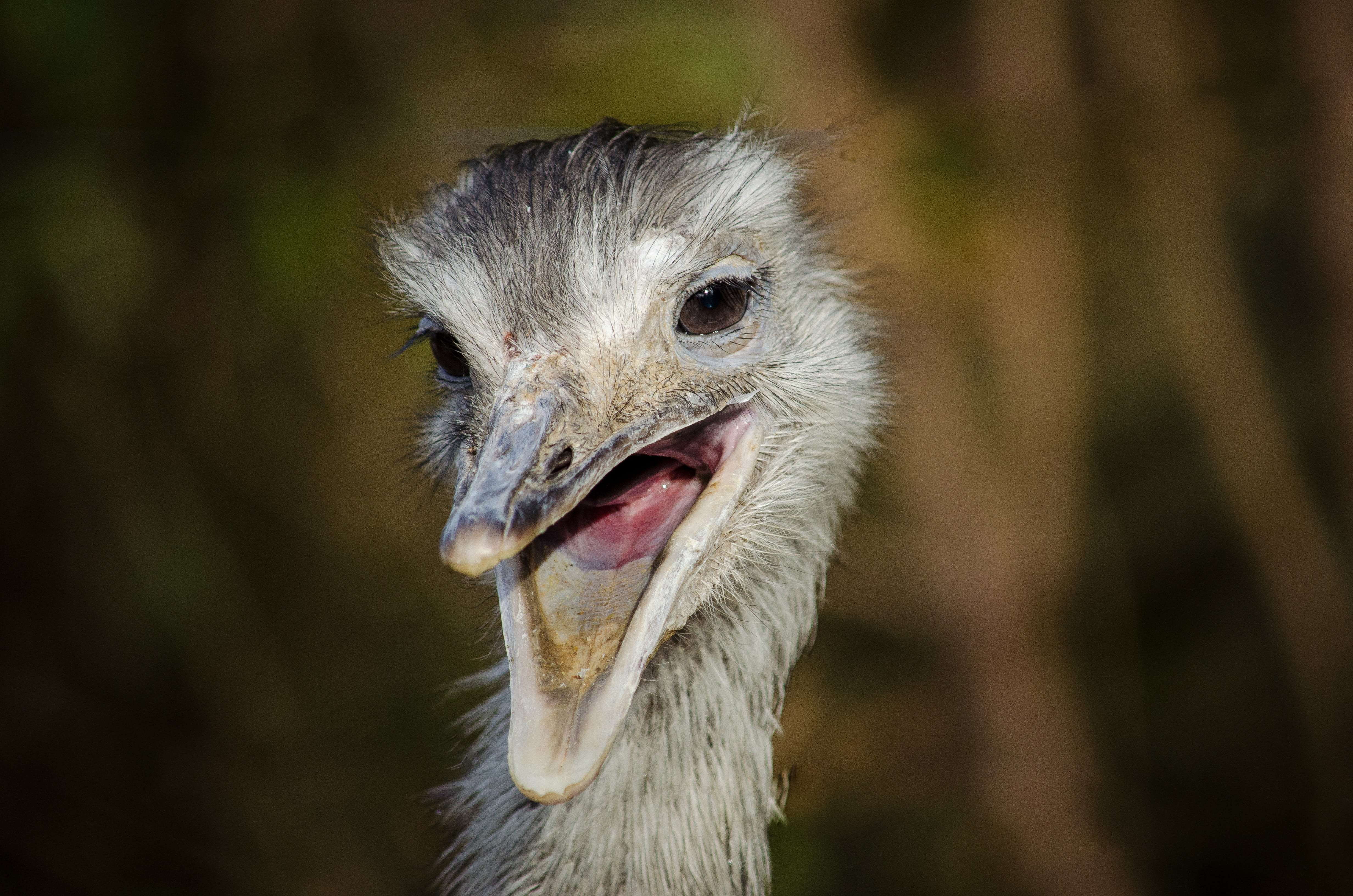 focus on foreground, south america, beak, outdoors, flightless bird, no people, animal eye, portrait, one animal, close, bill, animal themes, rhea bird, HD Wallpaper