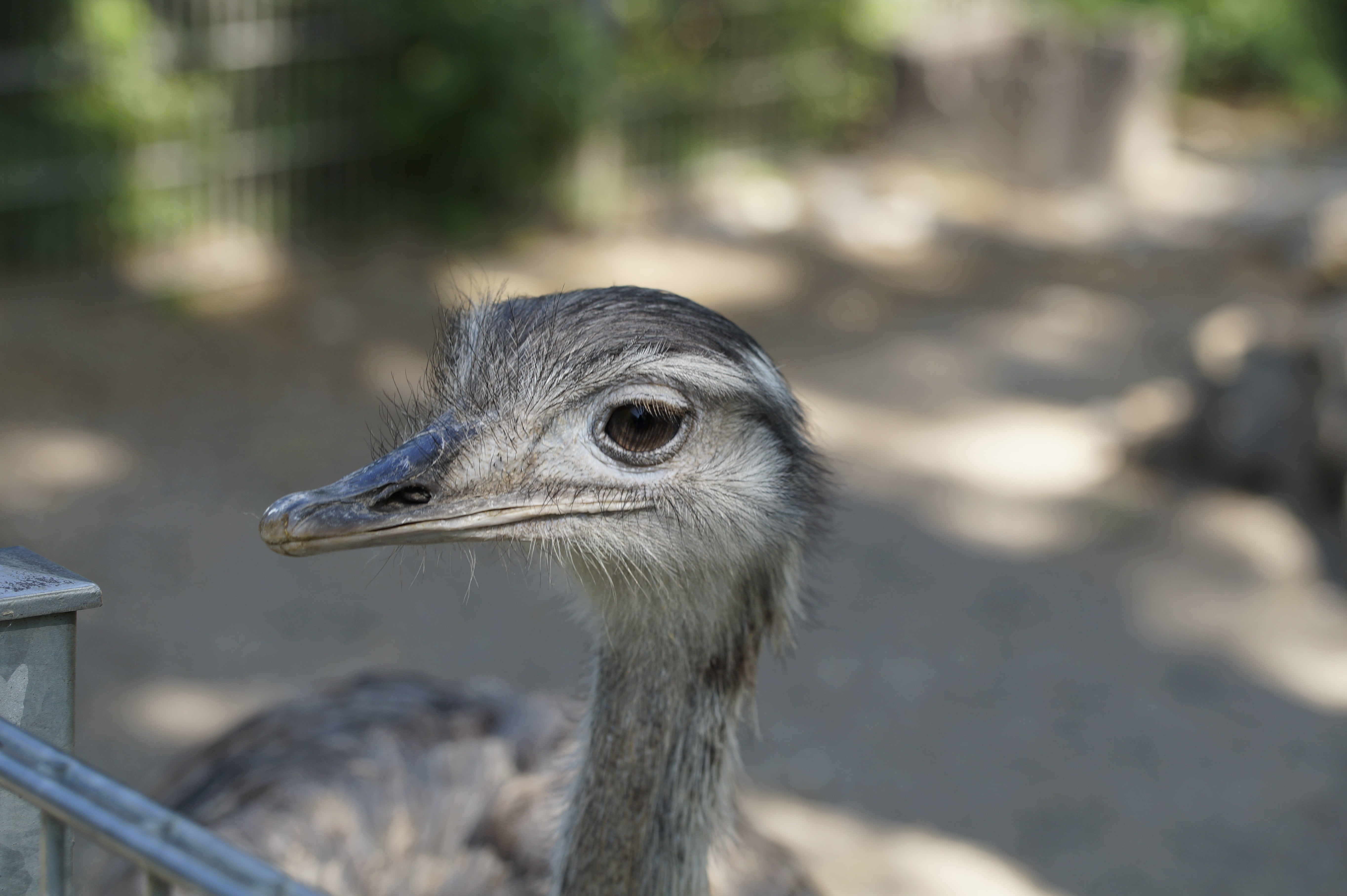 animals in the wild, animal, bird, looking, nature, animal themes, one animal, flightless bird, look, day, outdoors, portrait, bill, 5K, beak, vertebrate, HD Wallpaper