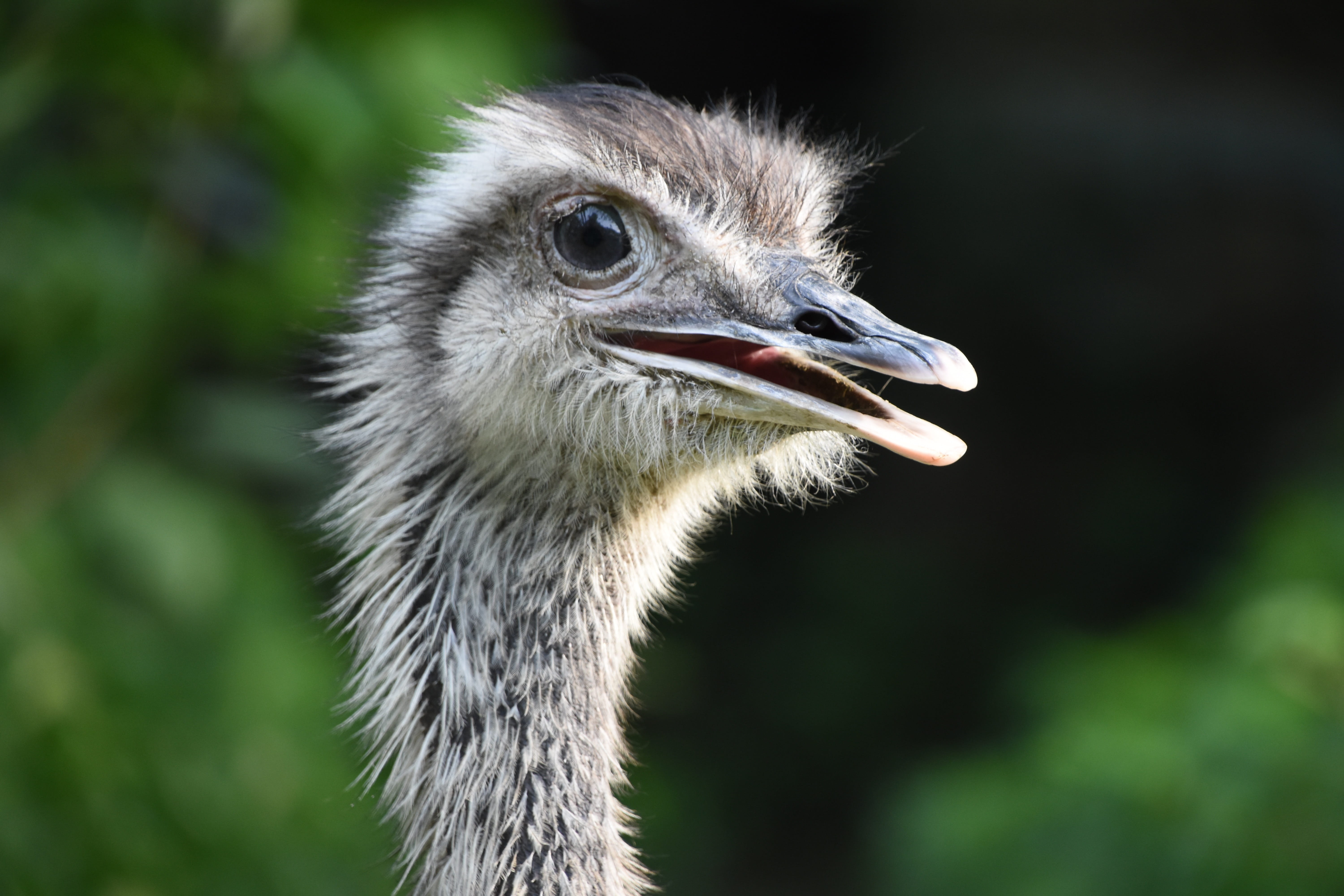 rhea, beijing zoo, brown, no people, beak, animal, looking, animal body part, outdoors, animal head, animal themes, 5K, portrait, mouth open, focus on foreground, HD Wallpaper