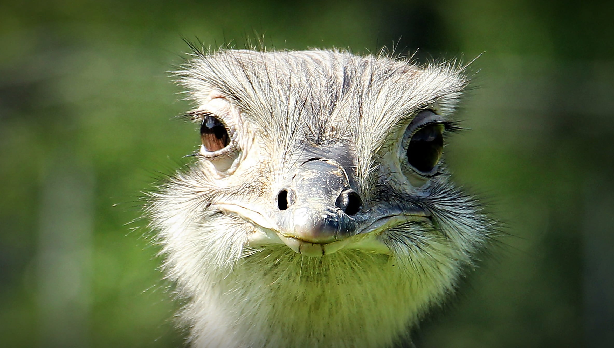 smile, outdoors, beak, whisker, eye to eye, 1080P, no people, looking at camera, flightless bird, smiling ostrich, animal, animals in the wild, animal nose, HD Wallpaper