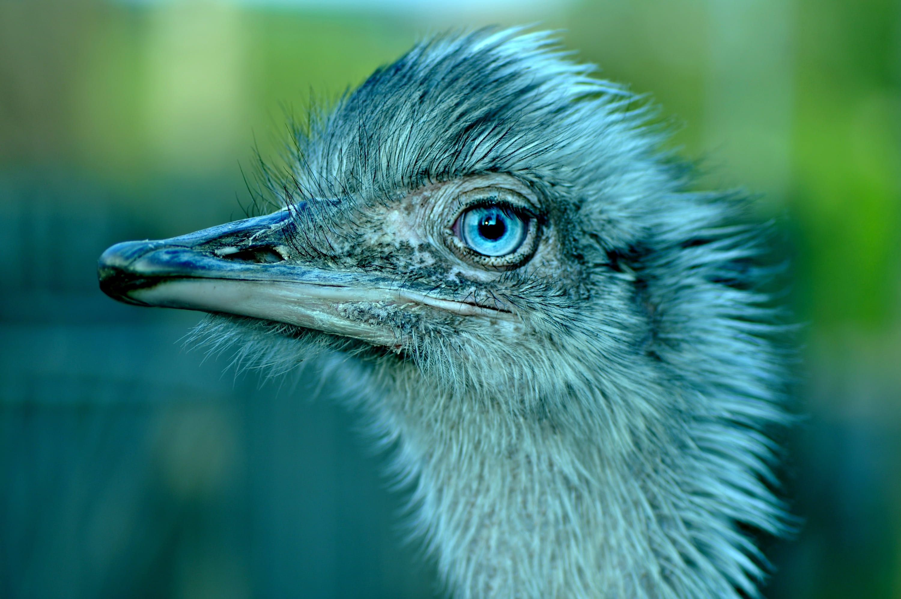 looking away, animal neck, beak, eye, head, netherlands, profile view, no people, close-up, vertebrate, face, outdoors, amsterdam-buitenveldert, day, focus on foreground, HD Wallpaper
