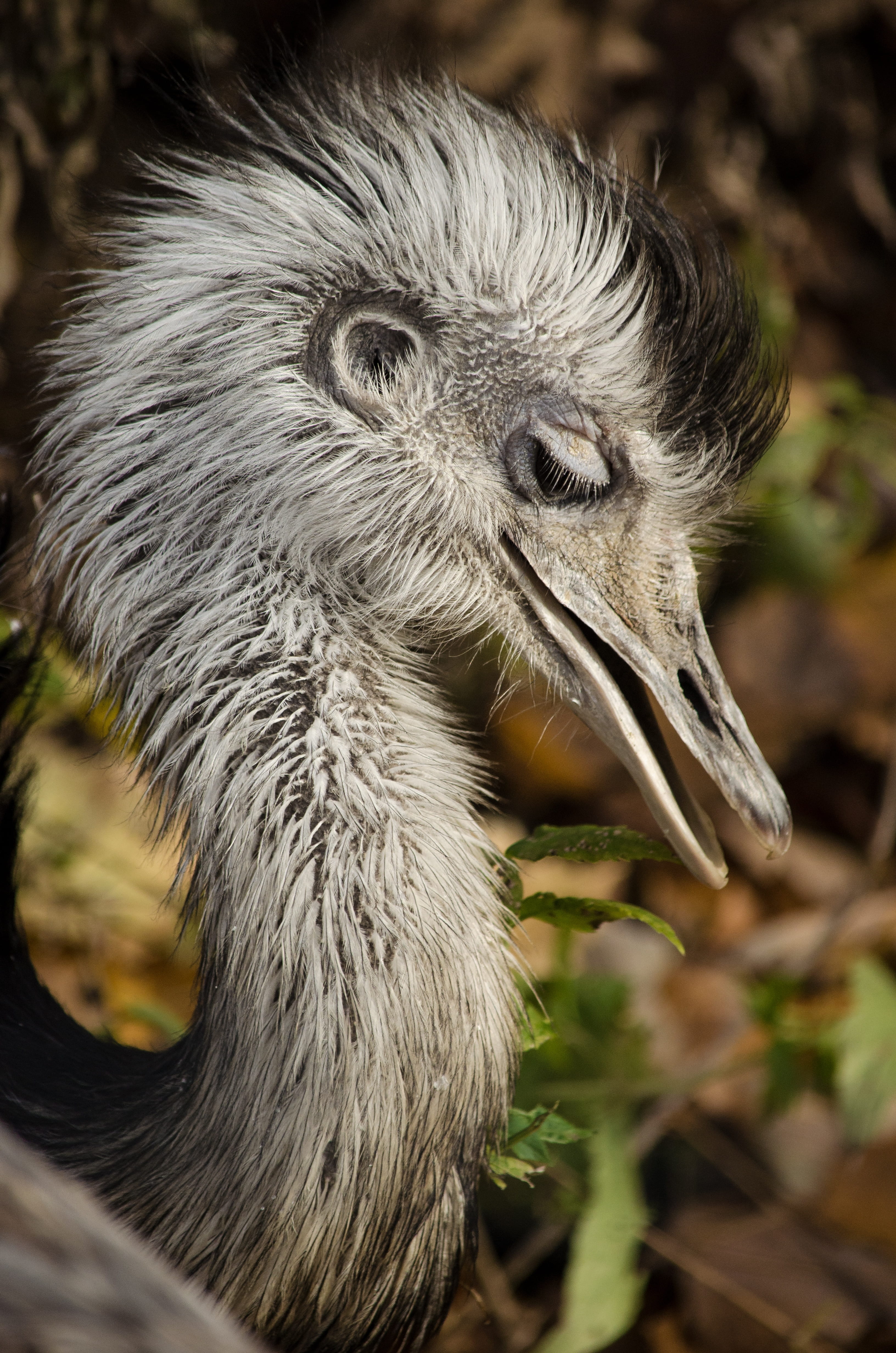 animal portrait, whisker, wild, hair, animal eye, animal body part, bill, animal, south america, focus on foreground, animal themes, animals in the wild, Phone HD Wallpaper