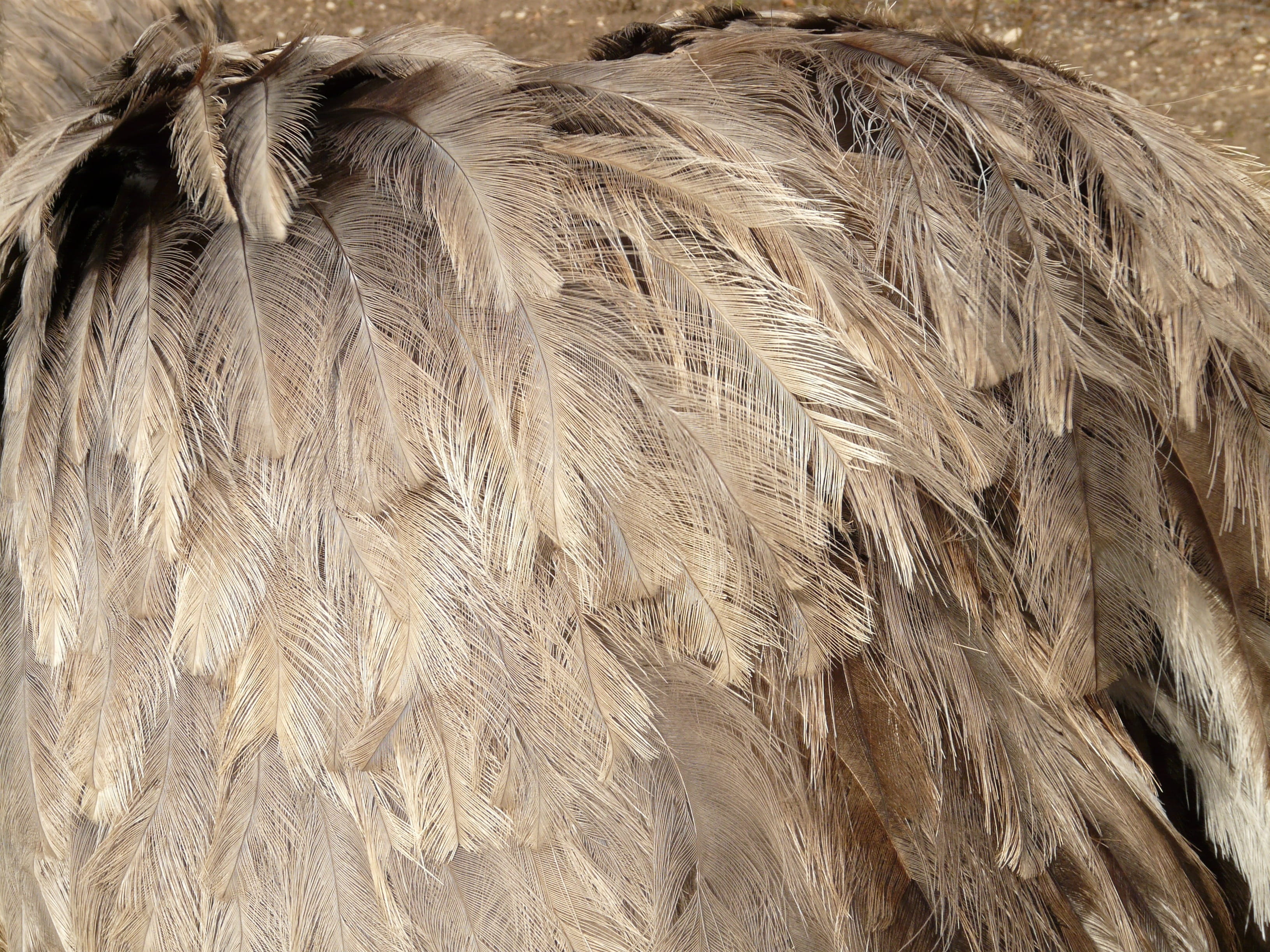 Bird, agriculture, day, no people, bird, backgrounds, close-up, animal body part, textured, outdoors, cereal plant, animal themes, animal, plant, hair, HD Wallpaper