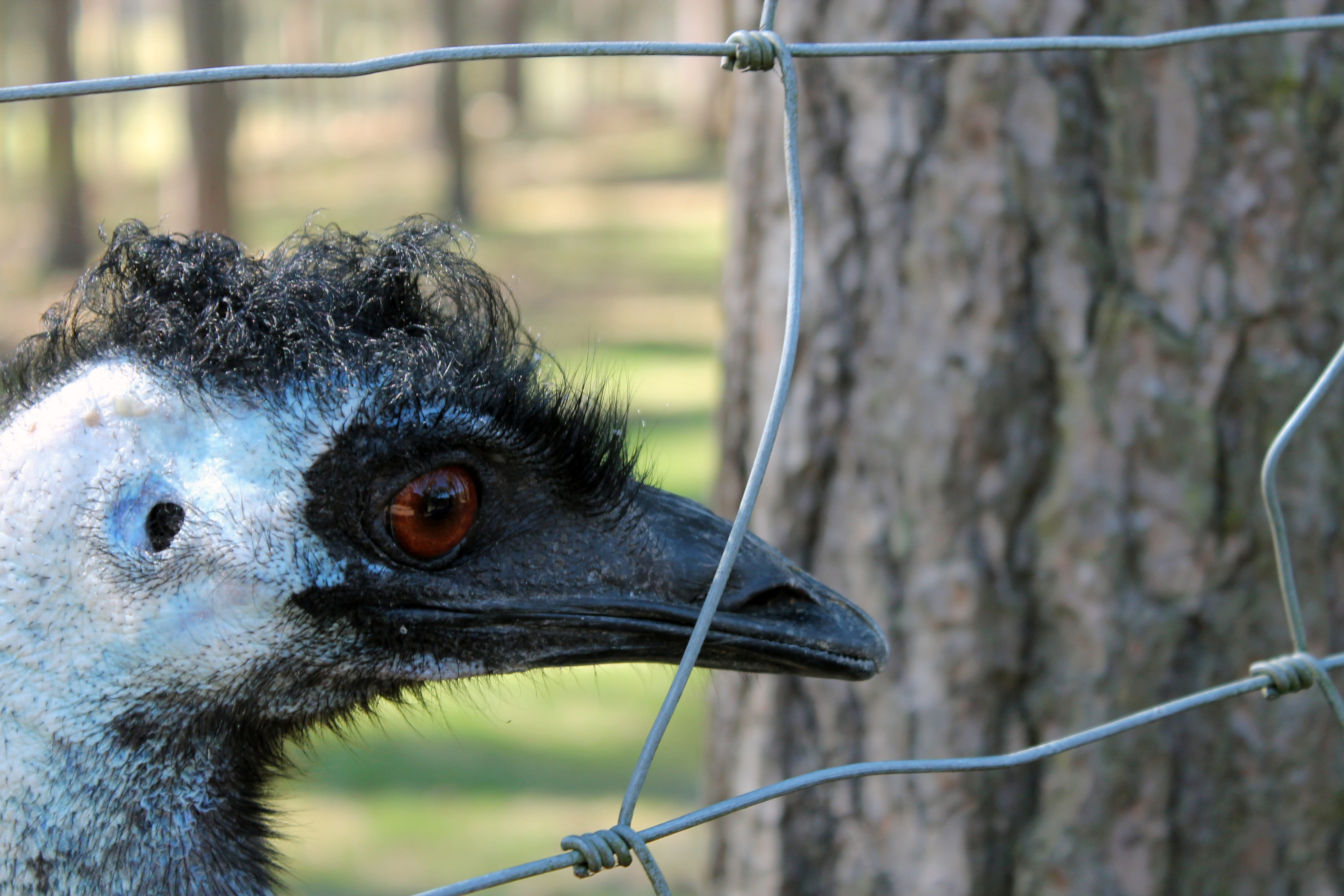 no people, animal body part, nature, animal photography, close-up, dinosaur, 4K, rhea bird, animal themes, animal head, one animal, animal, zoo, boundary, HD Wallpaper