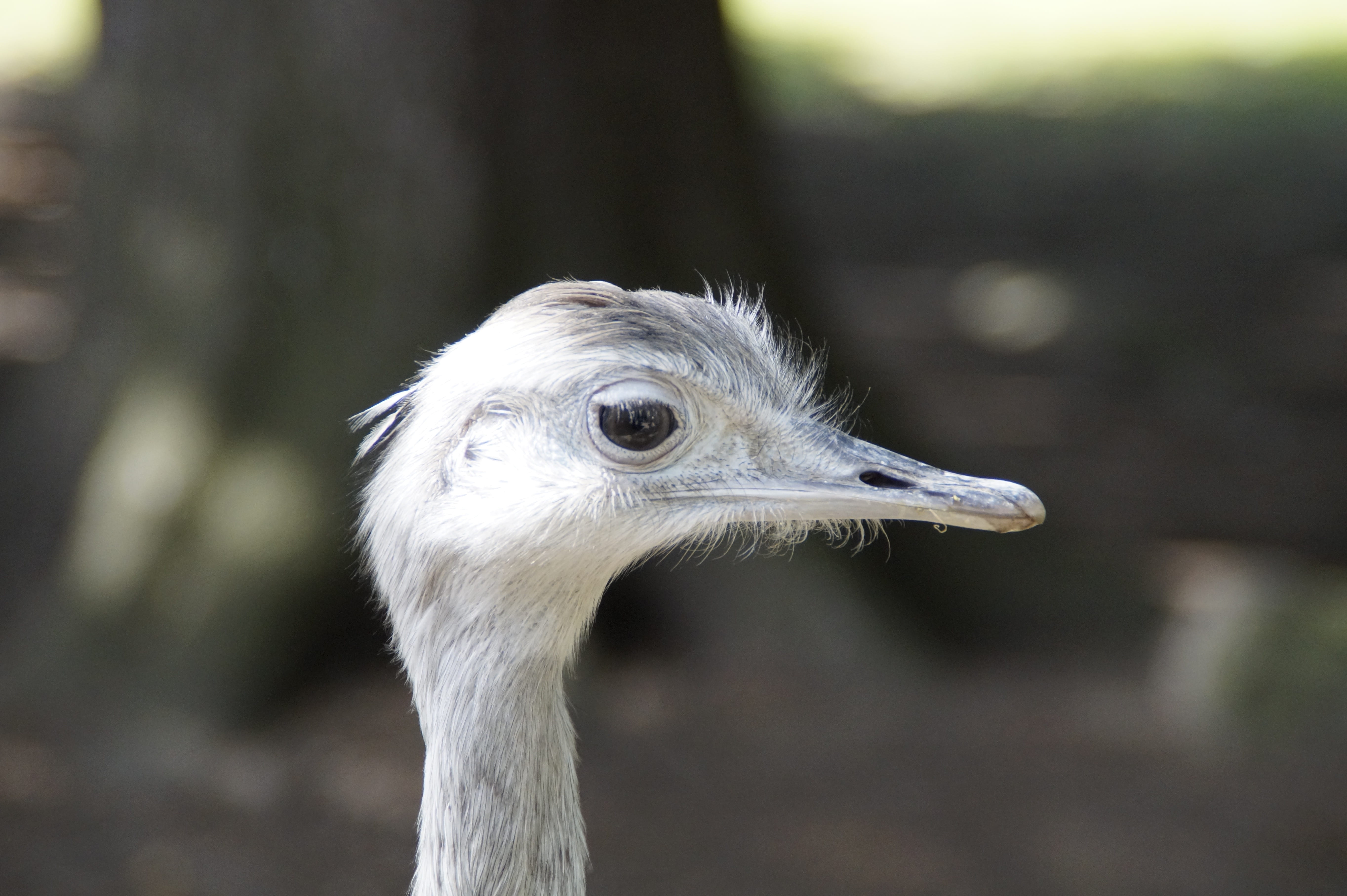 close, side view, profile view, animal themes, animal body part, animal neck, animals in the wild, animal, close-up, animal wildlife, 5K, animal eye, Face, HD Wallpaper