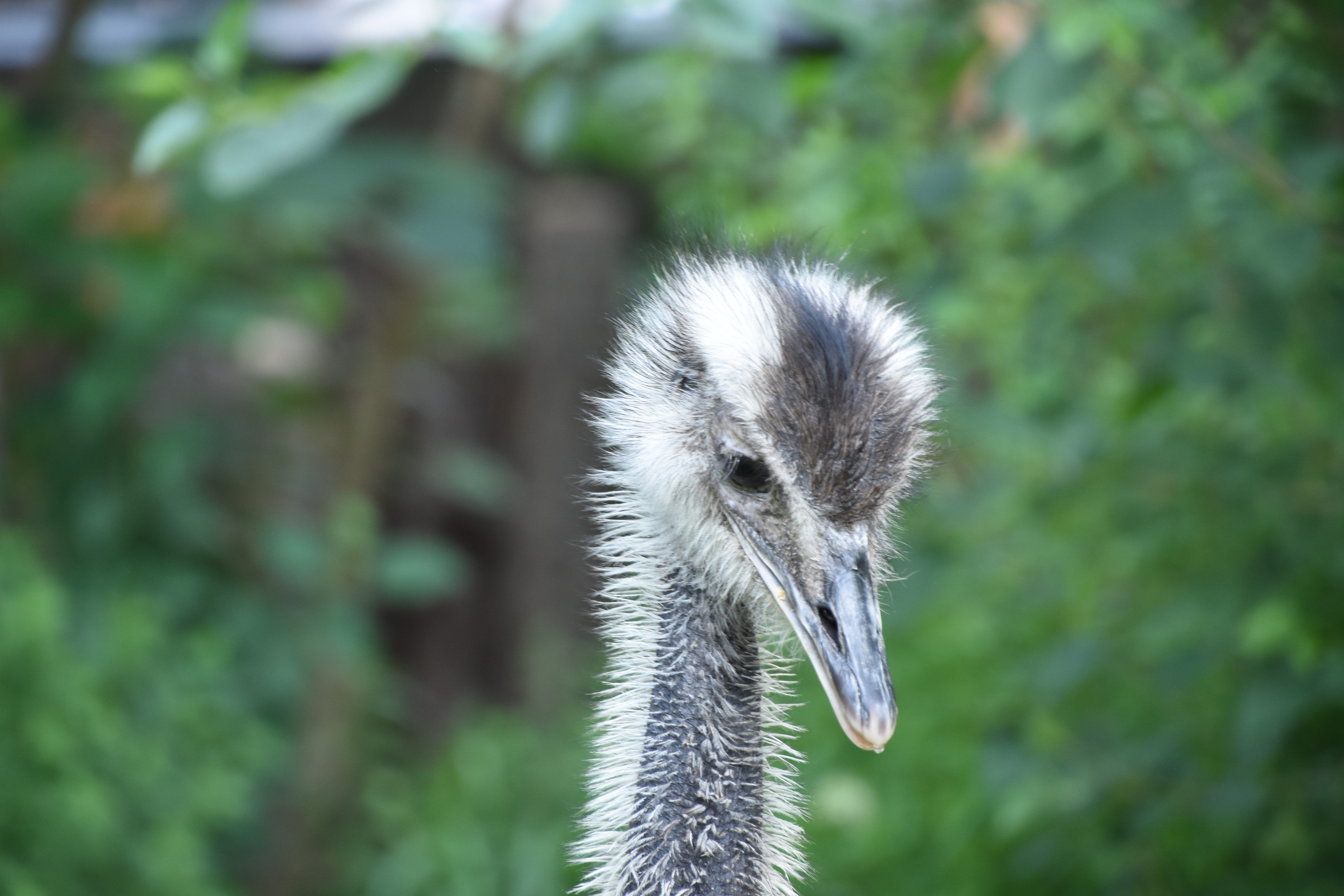 the ostrich, animal neck, beautiful, 5K, animal themes, Bow, Head, nature, americas, gosling, summer, young bird, cygnet, day, beak, Animal, young animal, HD Wallpaper