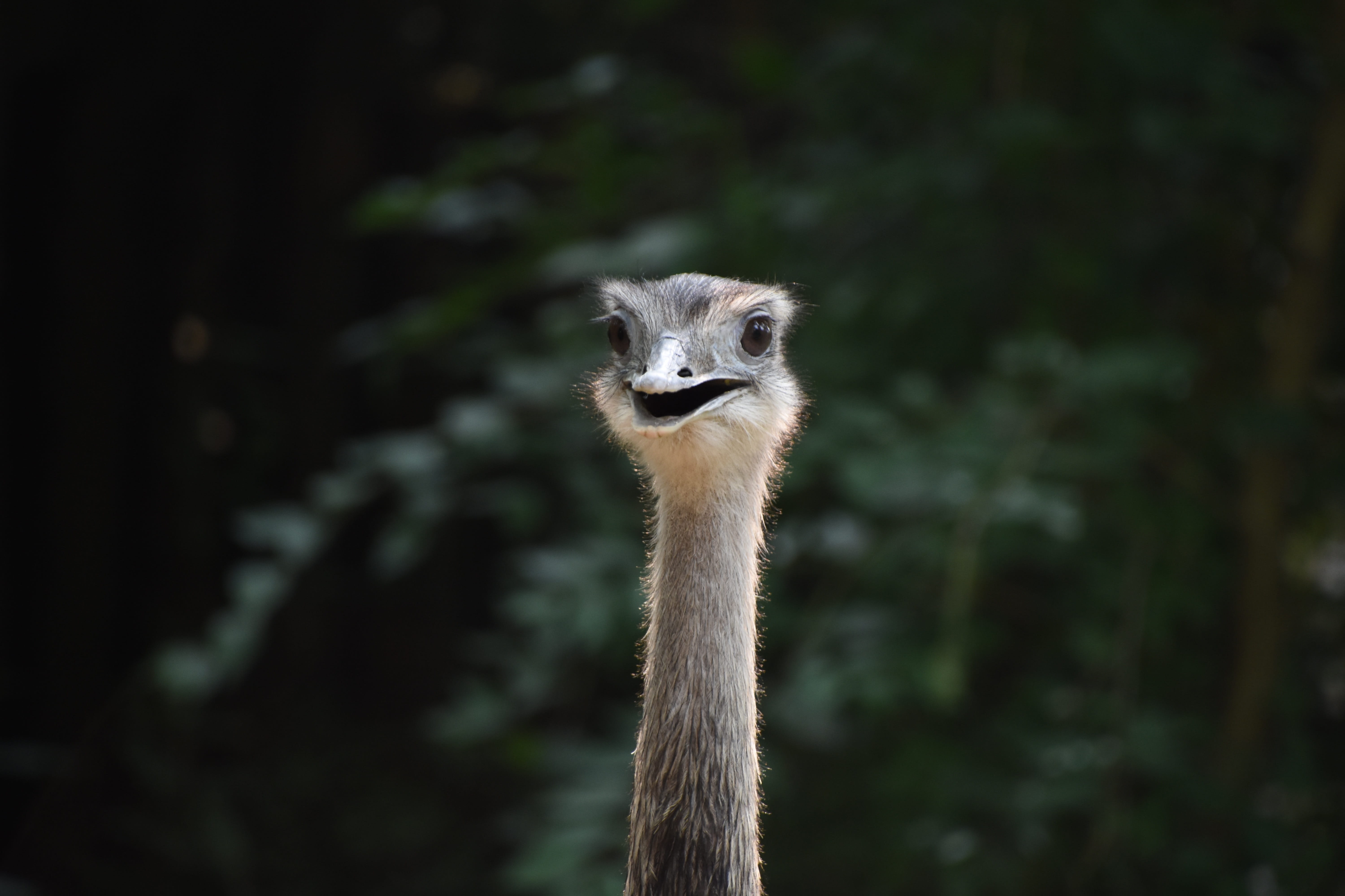 animals in captivity, day, nature, portrait, animal, mammal, animal body part, 5K, no people, Rhea, beijing zoo, alertness, head, one animal, Positive, HD Wallpaper