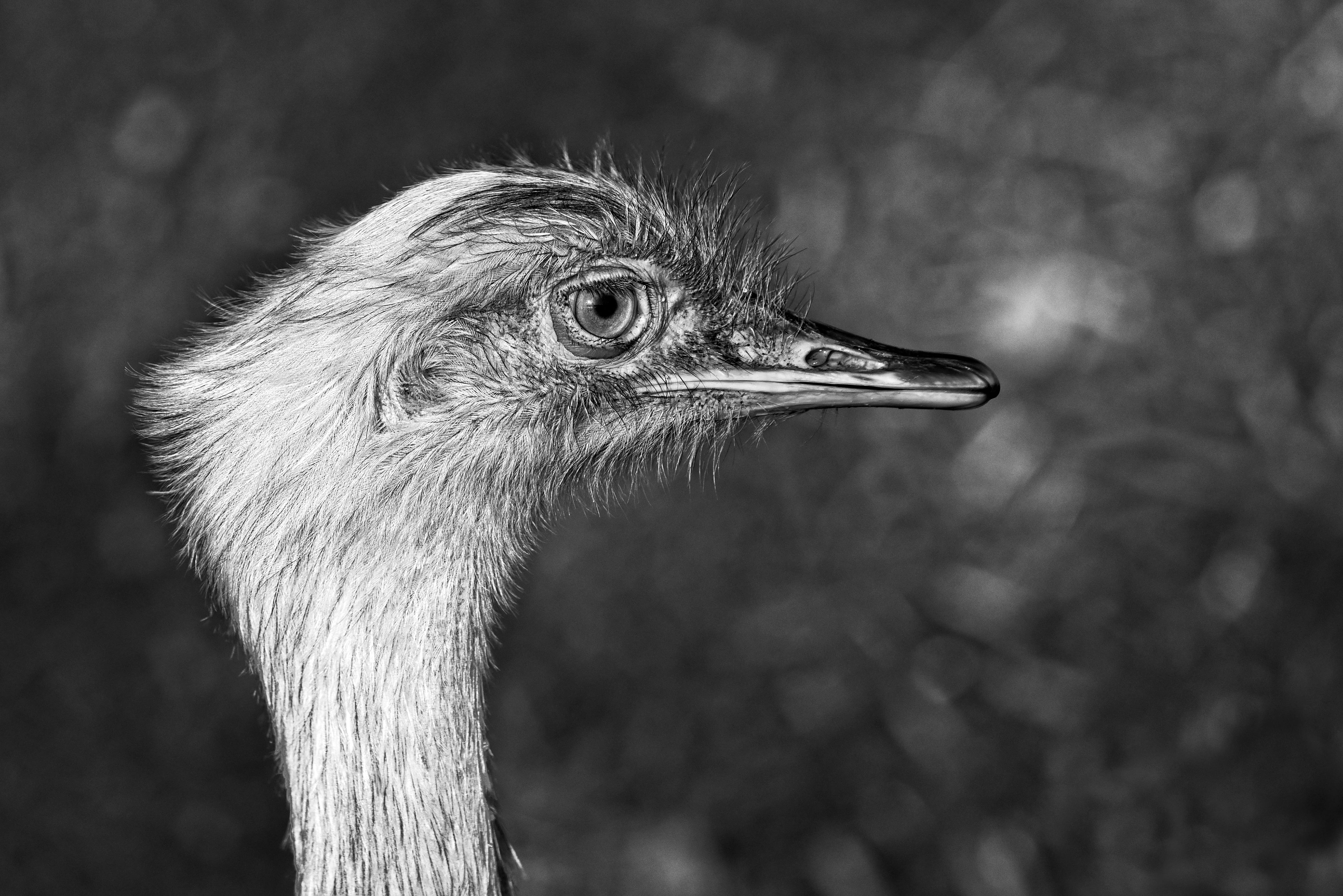 wildlife, day, grayscale, focus on foreground, ostrich, one animal, photography, 4K, bird, looking away, american rhea, outdoors, close-up, brazil, animal neck, HD Wallpaper
