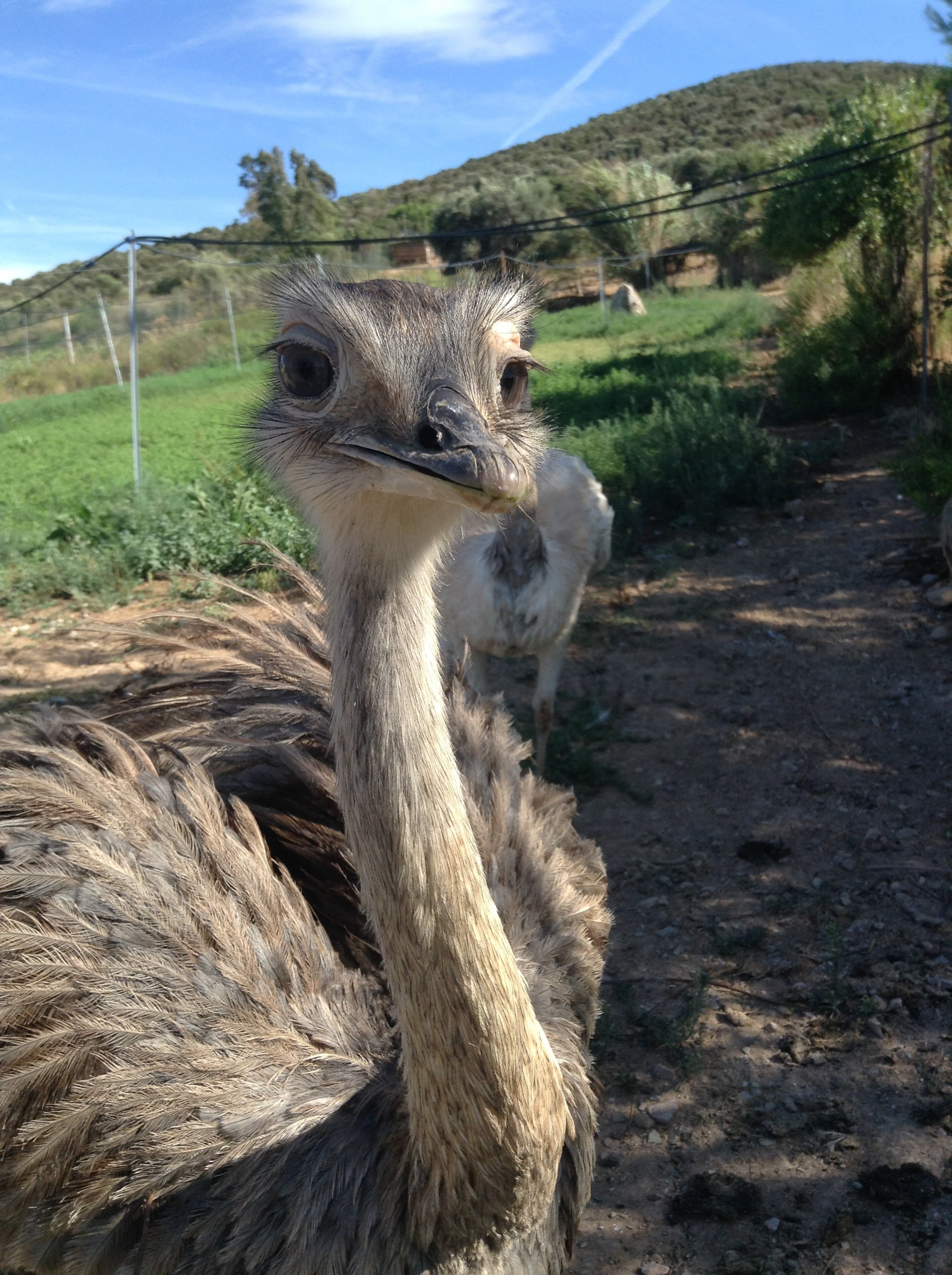 animal, rheas, one animal, focus on foreground, italy, no people, animal wildlife, herbivorous, environment, nature, land, day, sky, animal head, animal themes, Phone HD Wallpaper