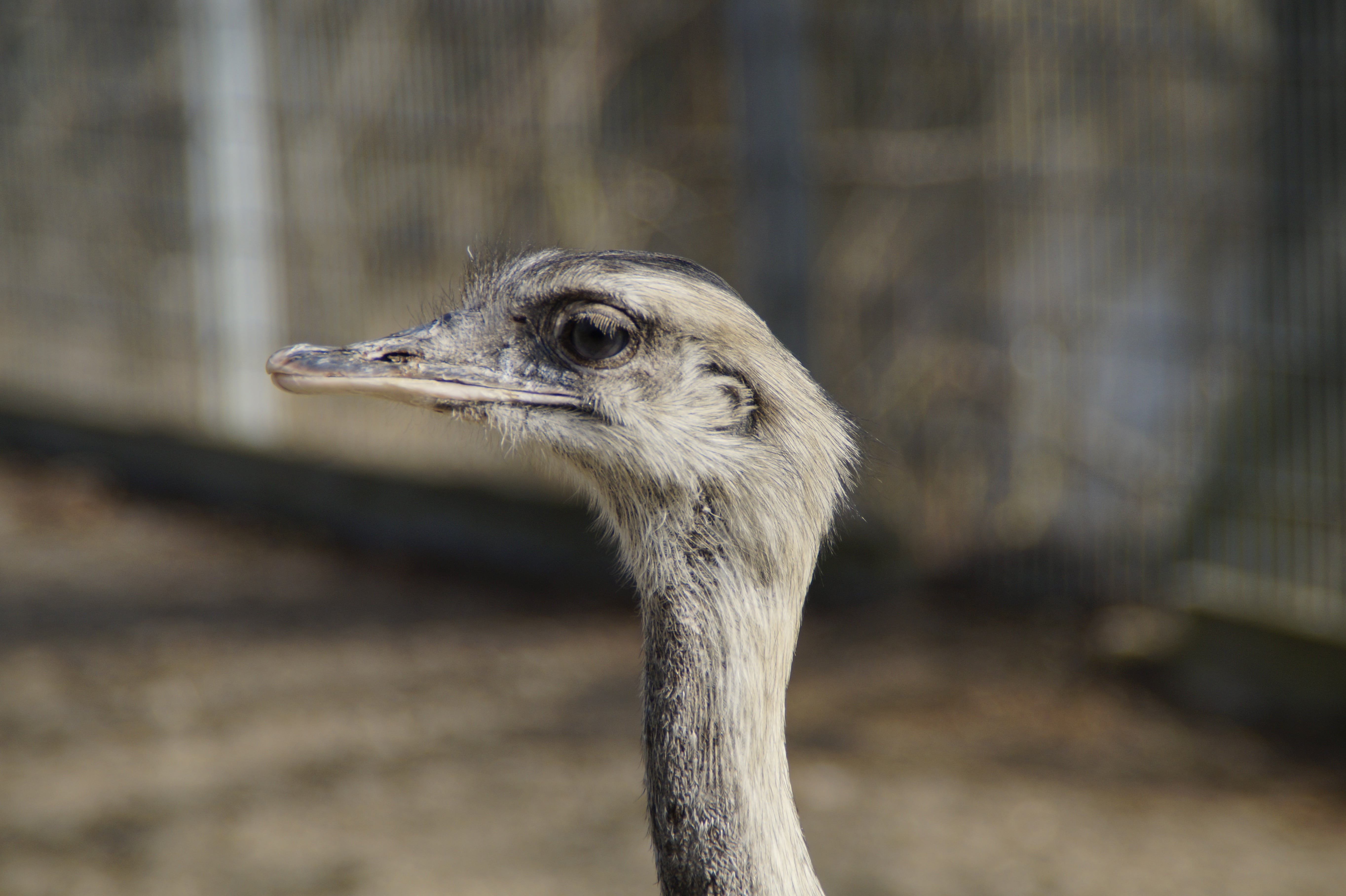 beak, close, bird, focus on foreground, outdoors, head, animal themes, ostrich, nature, animal head, profile view, rhea bird, 5K, animal, animal eye, animals in the wild, HD Wallpaper