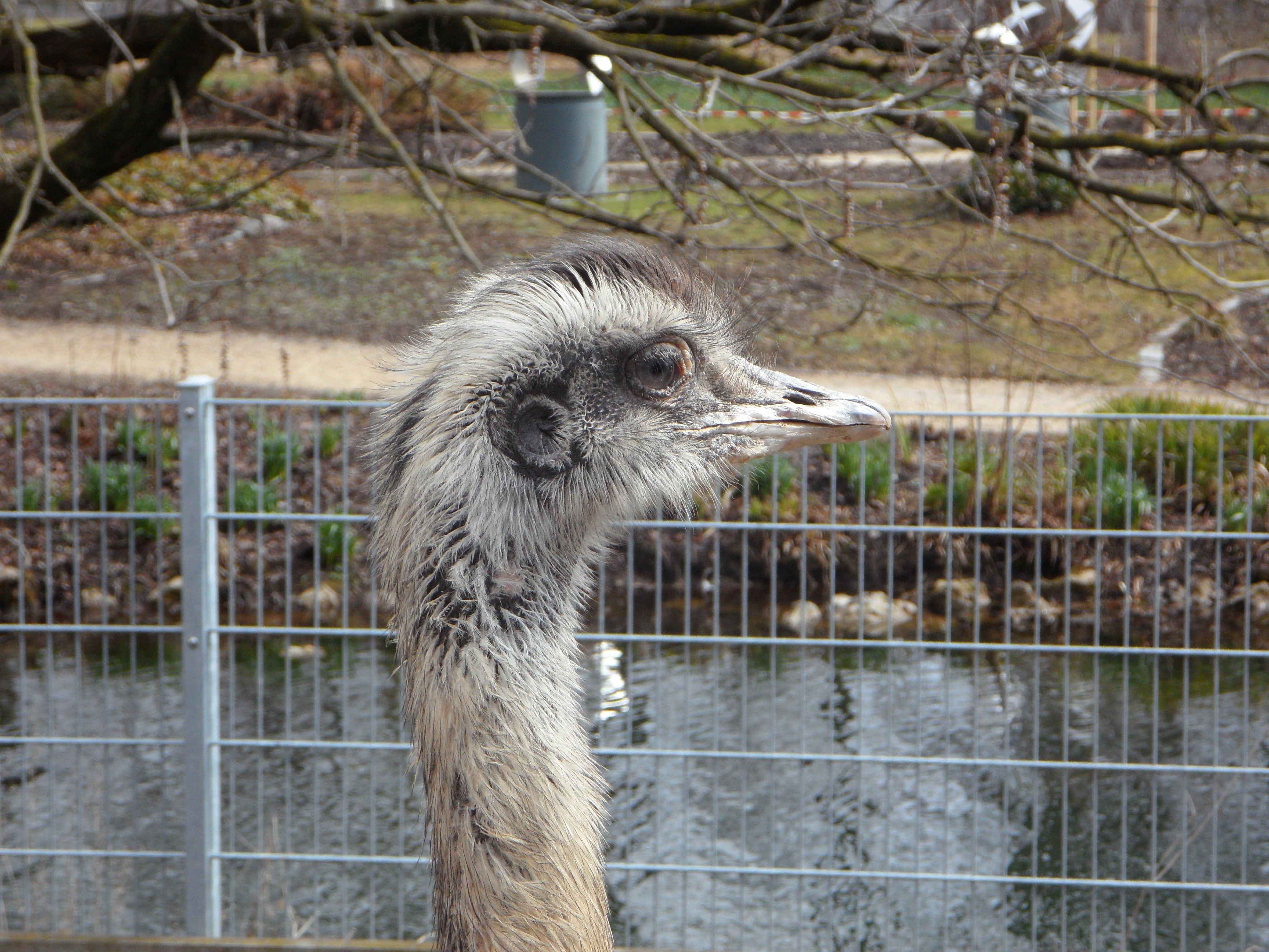 one animal, bird, whisker, animal body part, animal head, animal, day, head, animal themes, close-up, cheeky, barrier, nature, rhea bird, fence, animals in captivity, HD Wallpaper