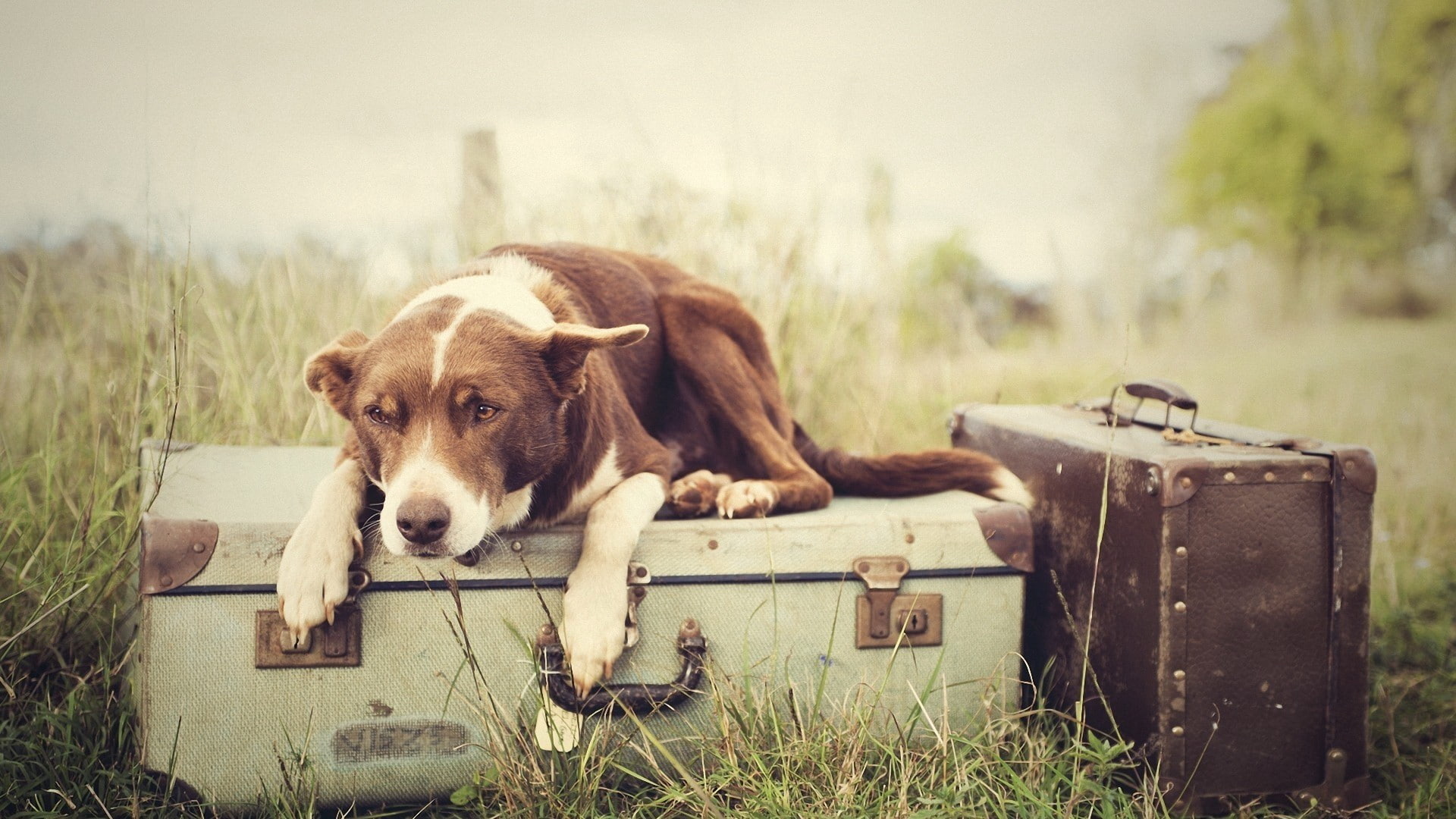 luggage, 1080P, animals, dog, waiting, lying, someone, HD Wallpaper