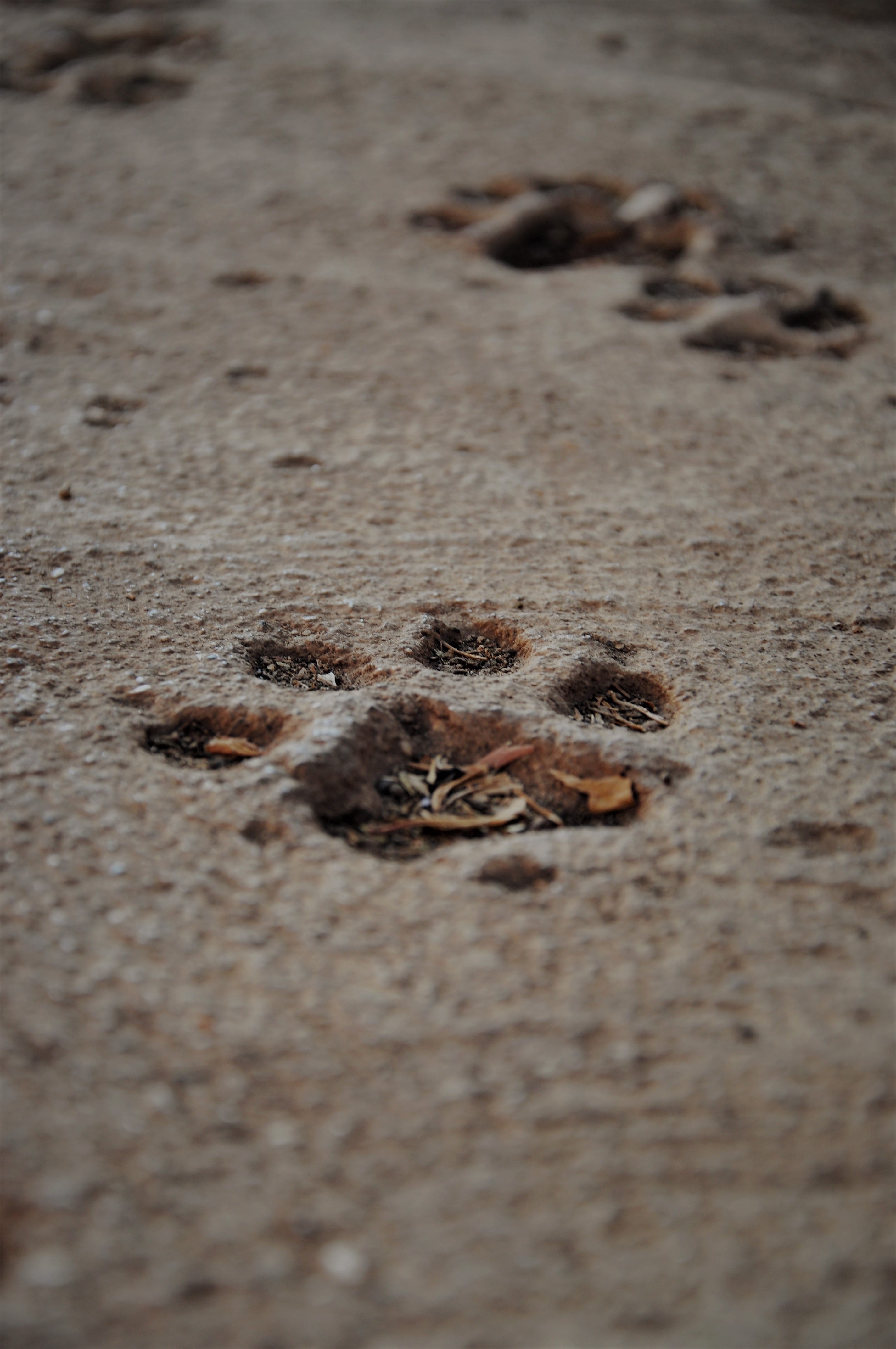 animal body part, nature, no people, beach, animals in the wild, selective focus, high angle view, one animal, close-up, paw print, reptile, vertebrate, Phone HD Wallpaper
