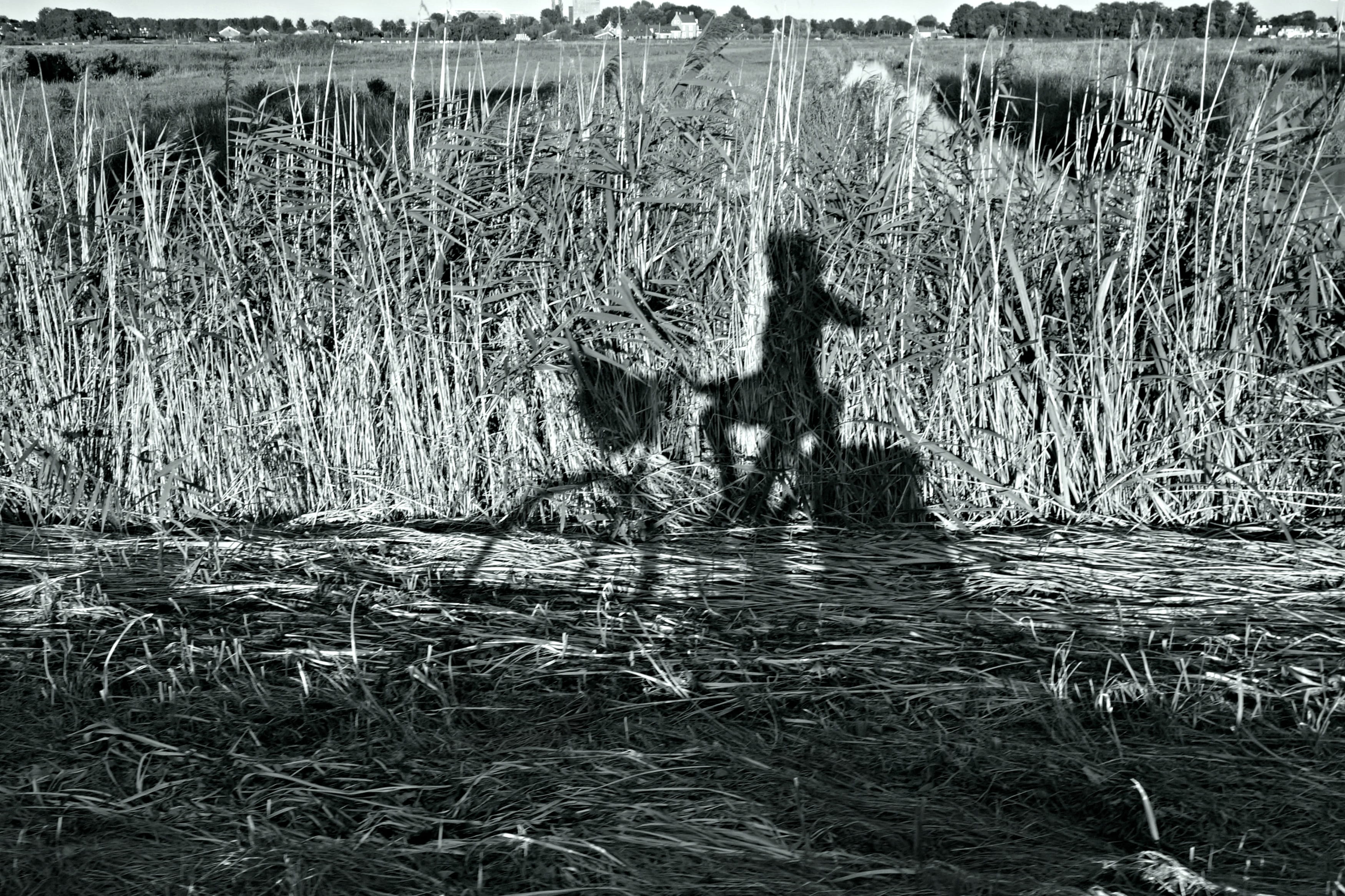 no people, domestic, Reeds, vertebrate, animals in the wild, animal themes, water, domestic animals, monochrome, shadow of someone riding a bike, 2K, pets, HD Wallpaper