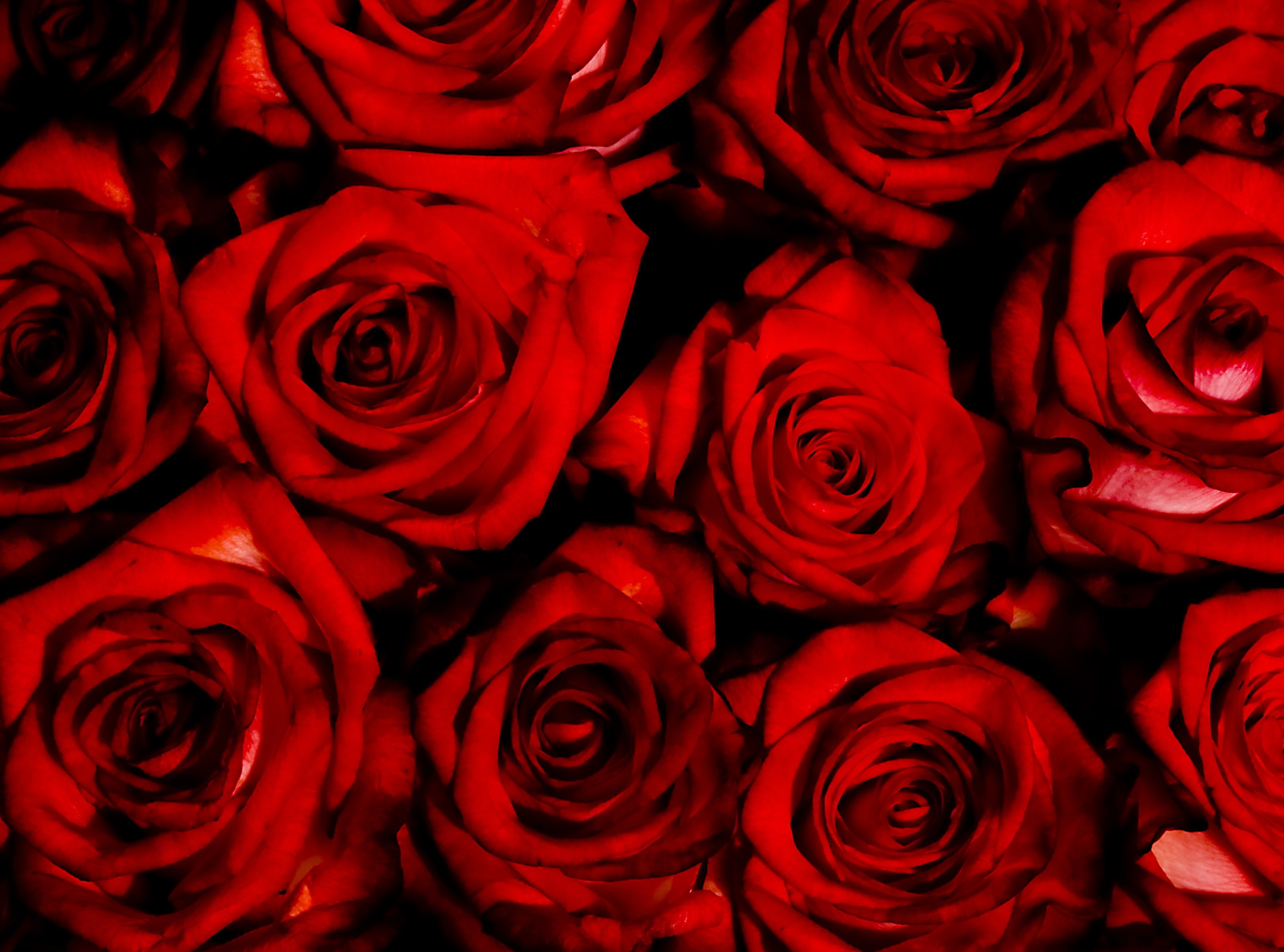 close-up, beauty in nature, rose, plant, no people, flowering plant, fragility, flowers, flower arrangement, flower, petal, nature, full frame, freshness, HD Wallpaper
