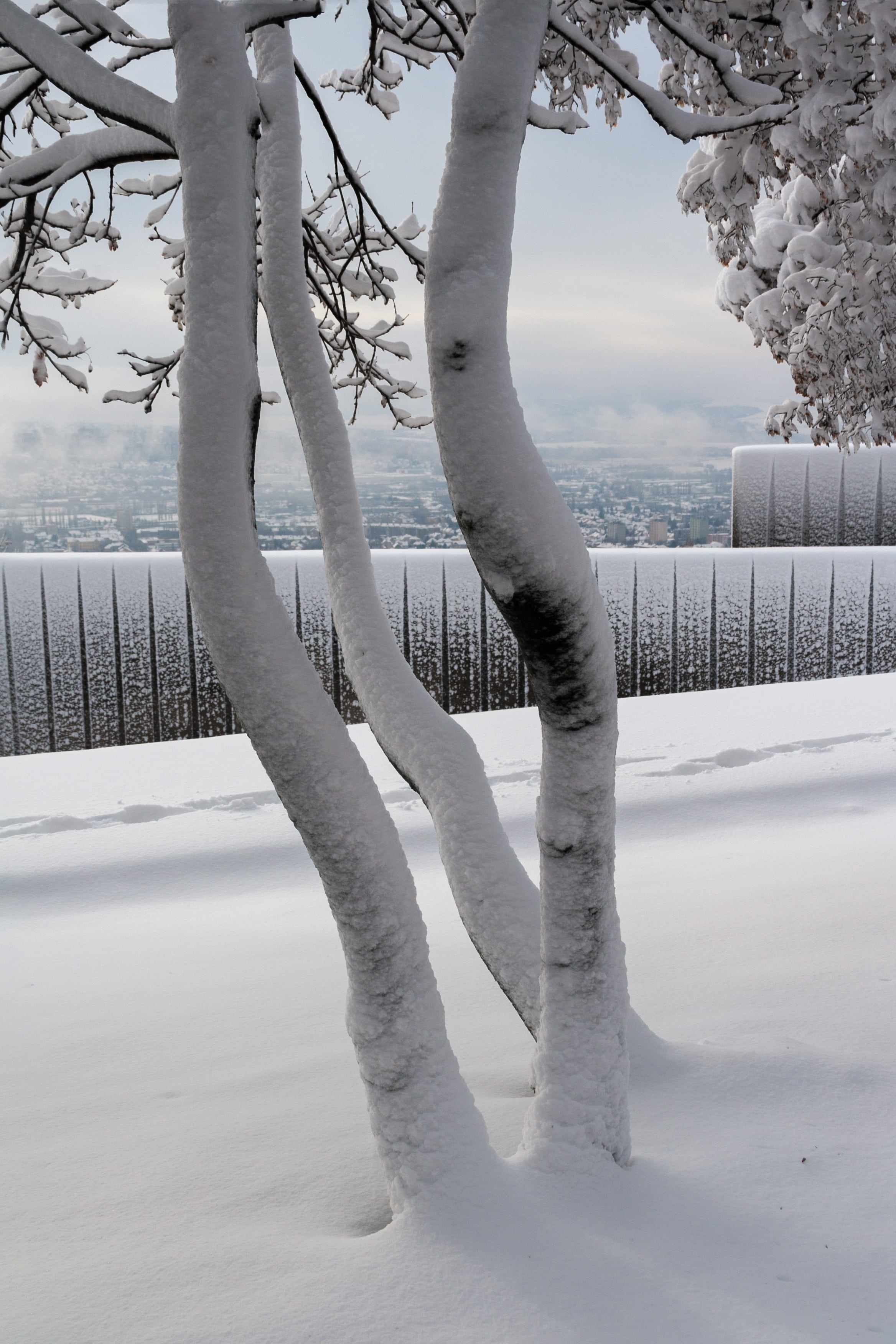 tranquil scene, season, tree, pec, white color, snowcapped mountain, snow, day, plant, field, frozen, sky, 2K, icicle, covering, scenics - nature, winter, Phone HD Wallpaper