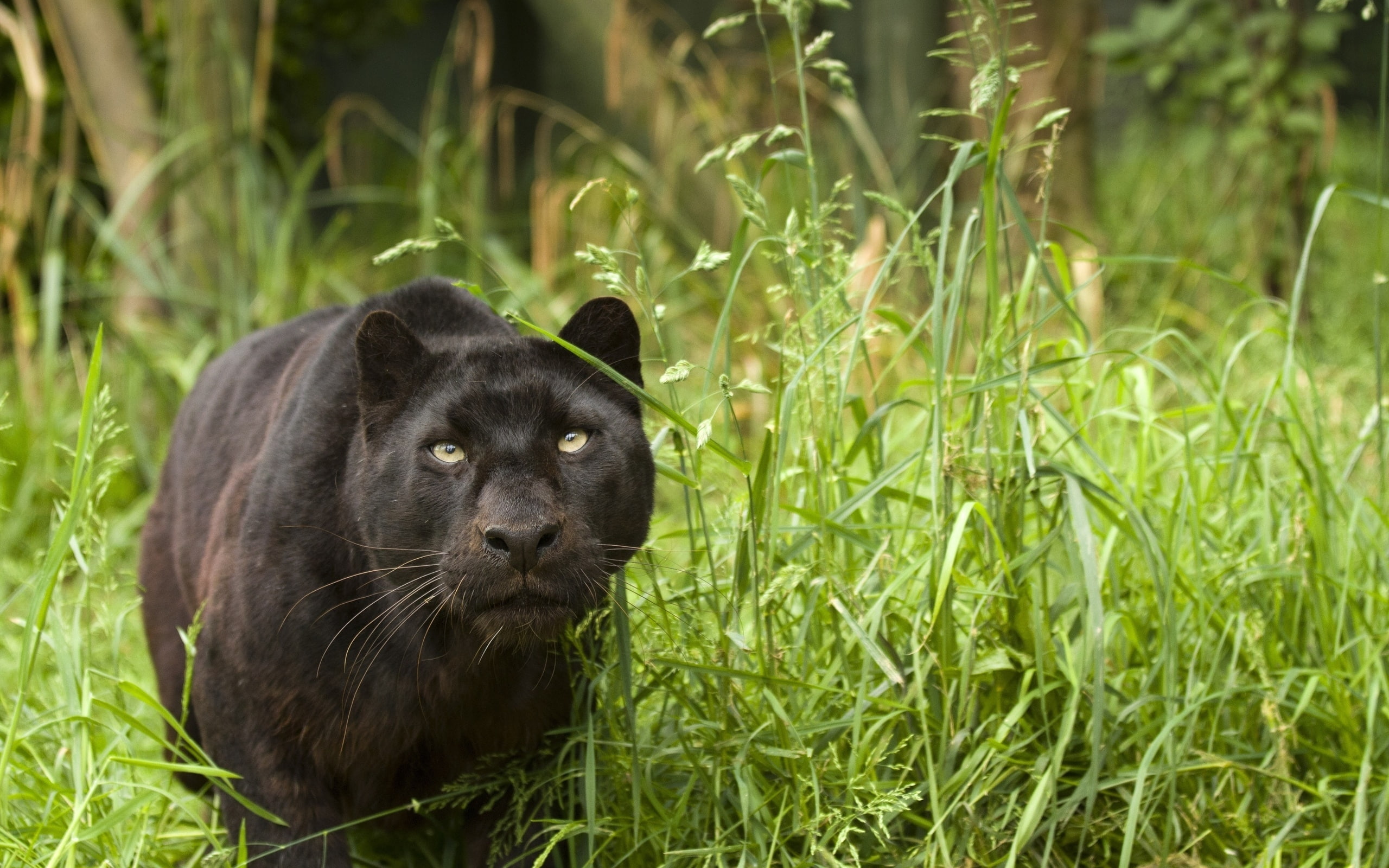 muscles, 2K, panther, black, cat, puma, nature, agile, HD Wallpaper