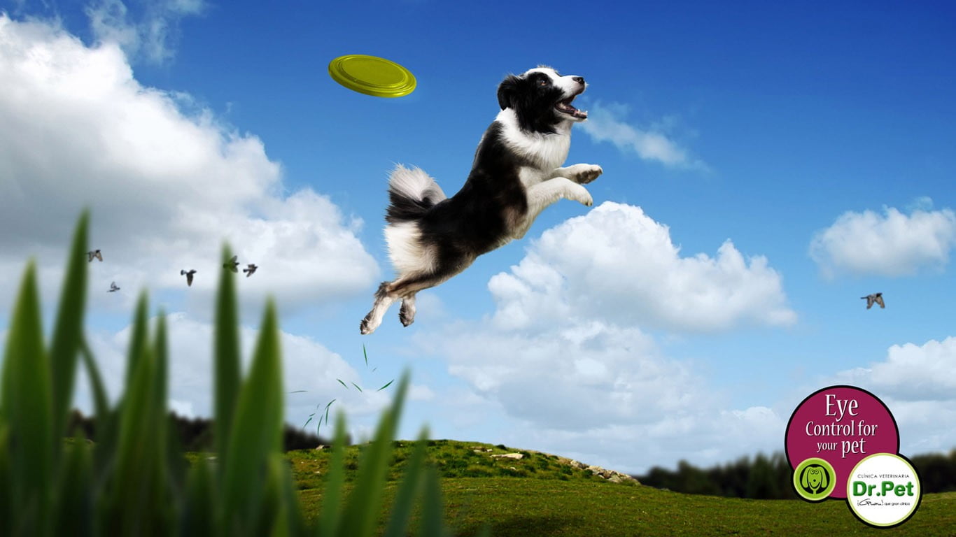 low angle view, black, day, long, animal themes, white, warning sign, dog, one animal, sport, sign, 720P, animal, motion, outdoors, jumping, nature, coated, HD Wallpaper