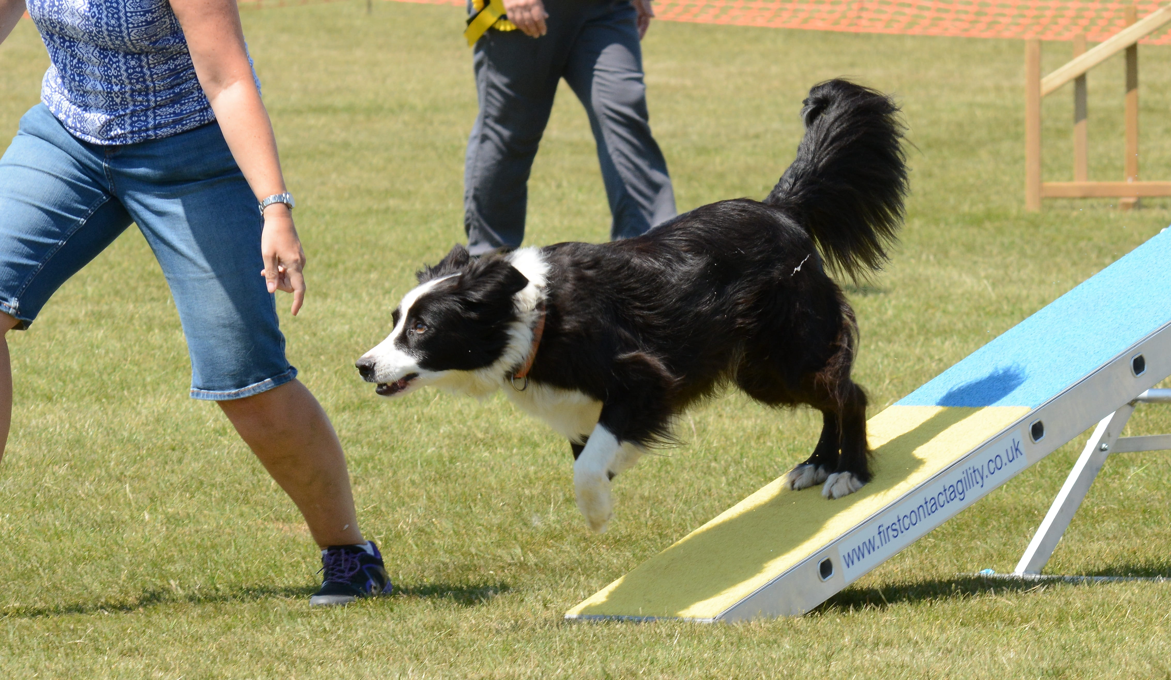 domestic animals, exercise, men, active, teenager, domestic, running, motion, jump, dog, mammal, grass, low section, fun, real people, border collie, pet owner, HD Wallpaper