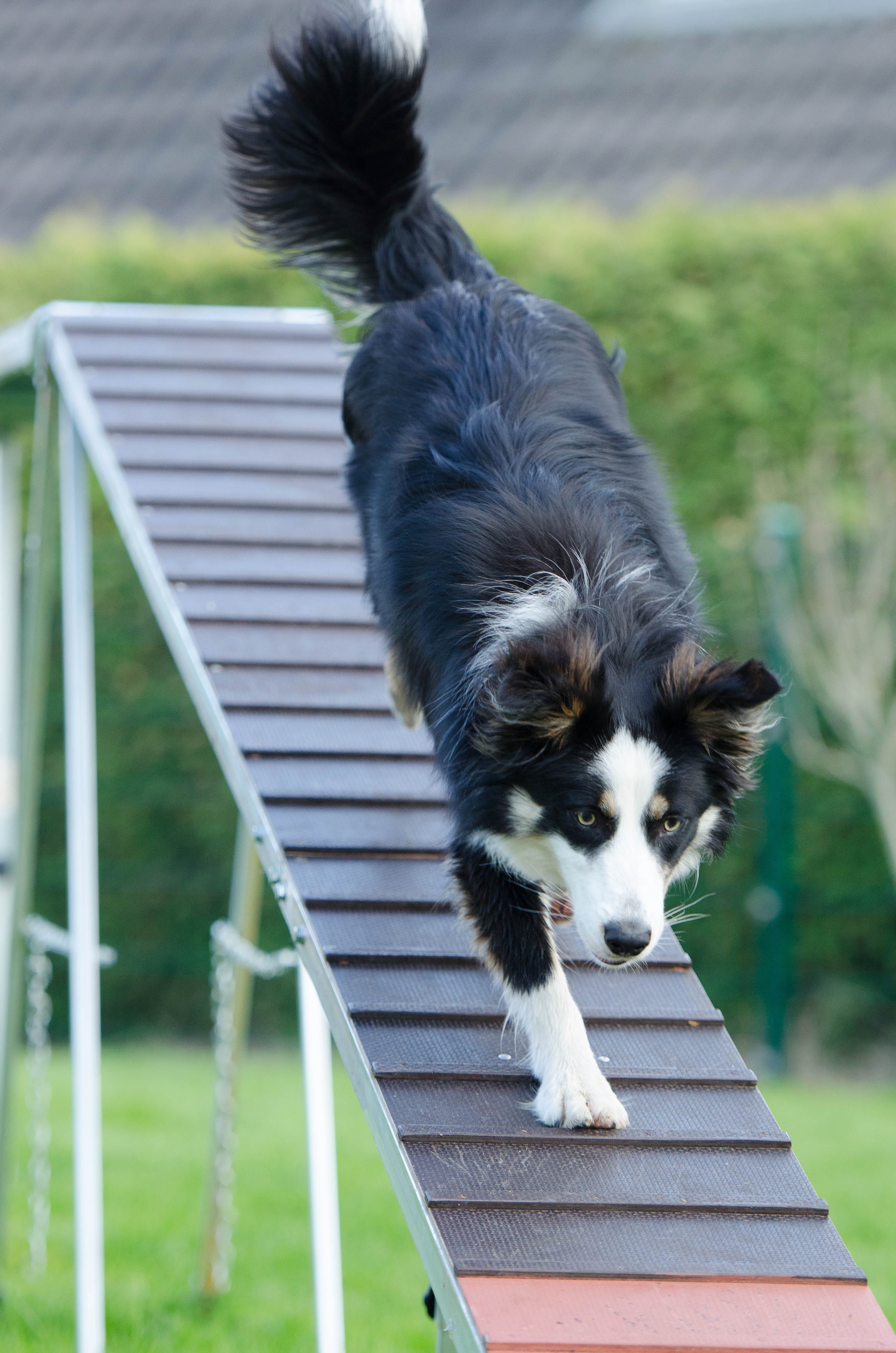 collie, 4K, effort, border, tricolor, walking, one animal, pets, web, outdoors, nature, adult, dog, border collie, mammal, ramp, dog training, agility, Phone HD Wallpaper