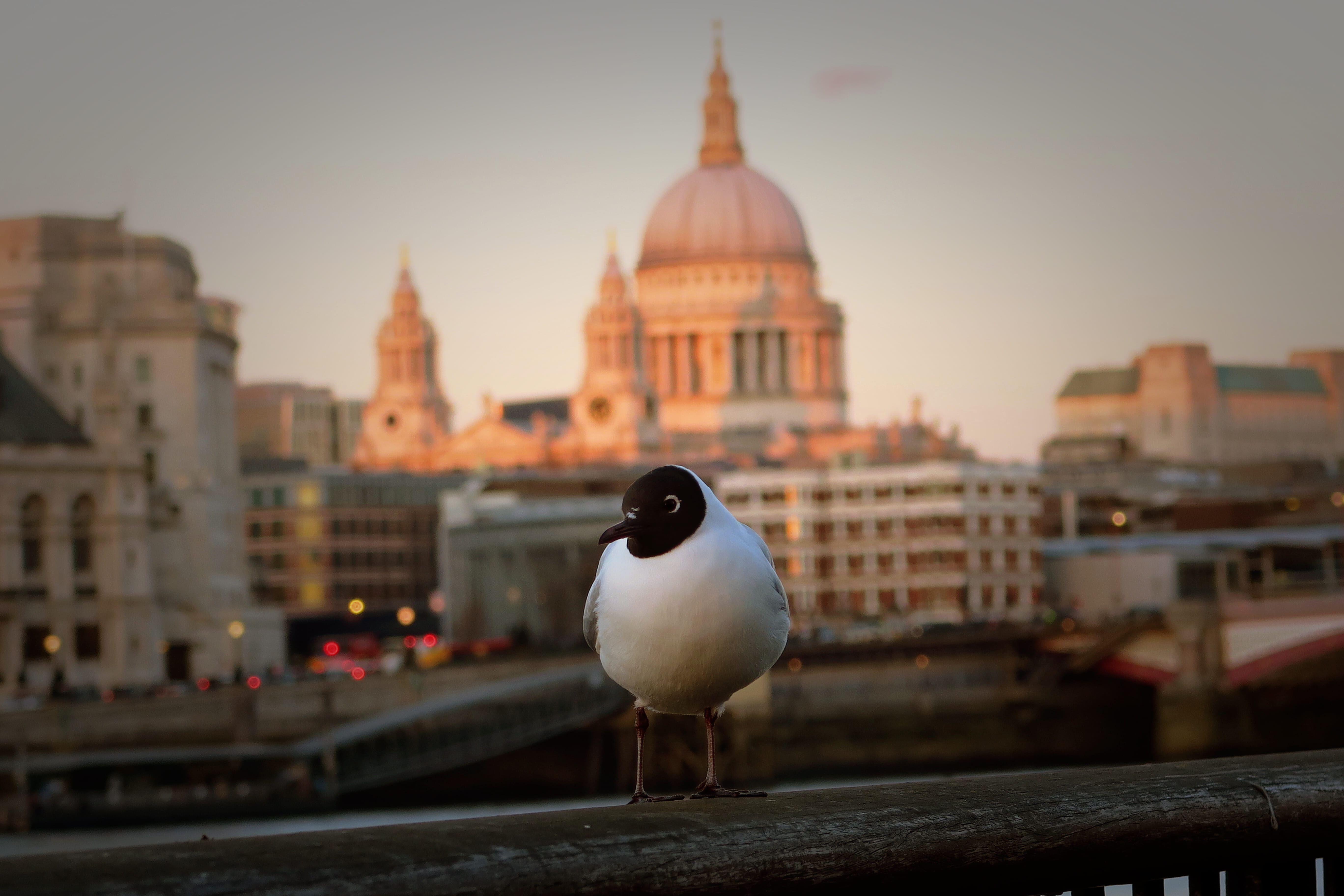 thames, 5K, animal themes, photobomb, southbank centre, seagul, animals in the wild, no people, travel destinations, sunset, animal wildlife, vertebrate, HD Wallpaper
