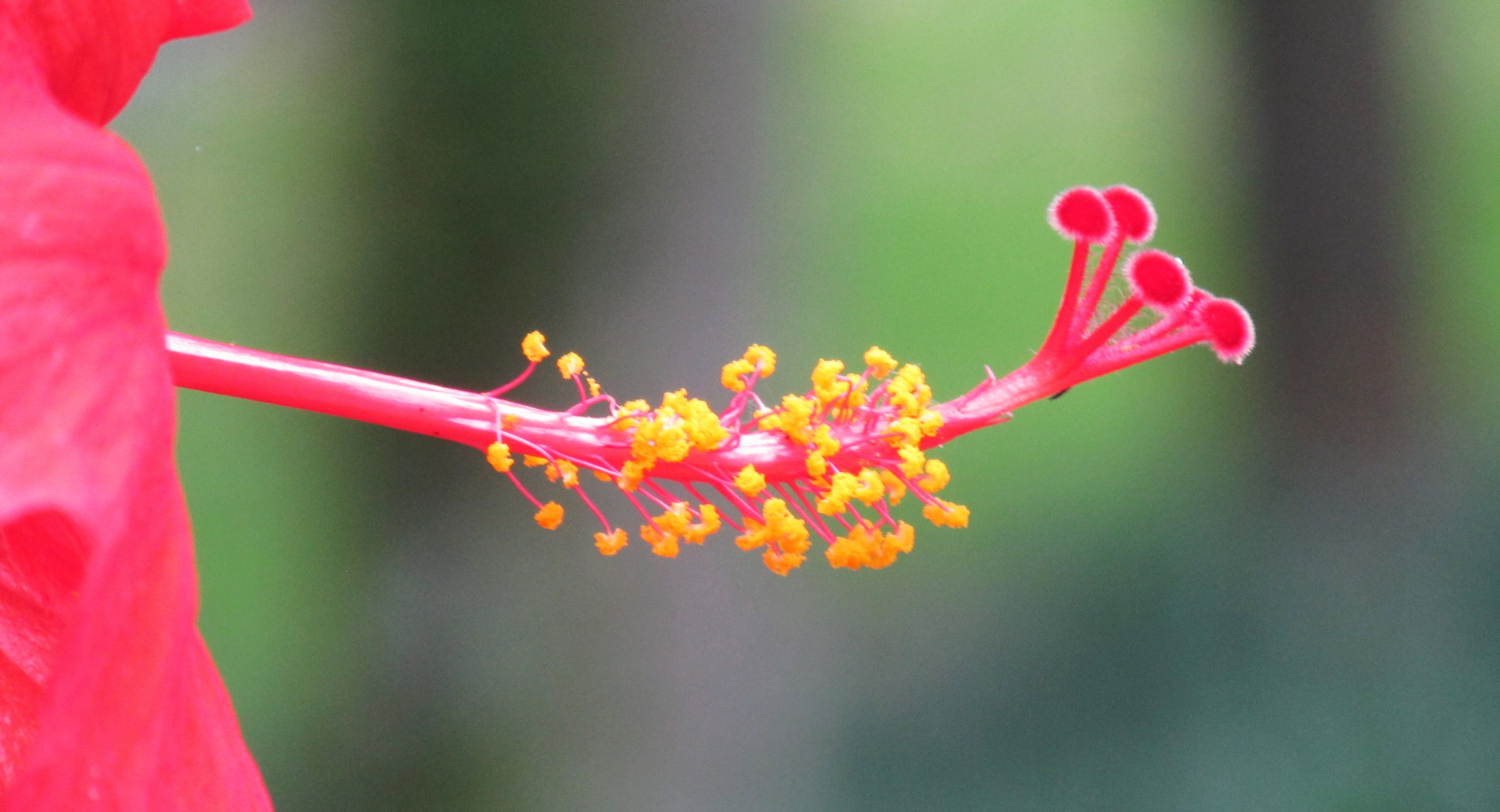 beach, flower, carribean, wdw, yellow, close, Beauty, closeup, 4K, macro, Florida, Disney, plant, Nature, close-up, pink, HD Wallpaper