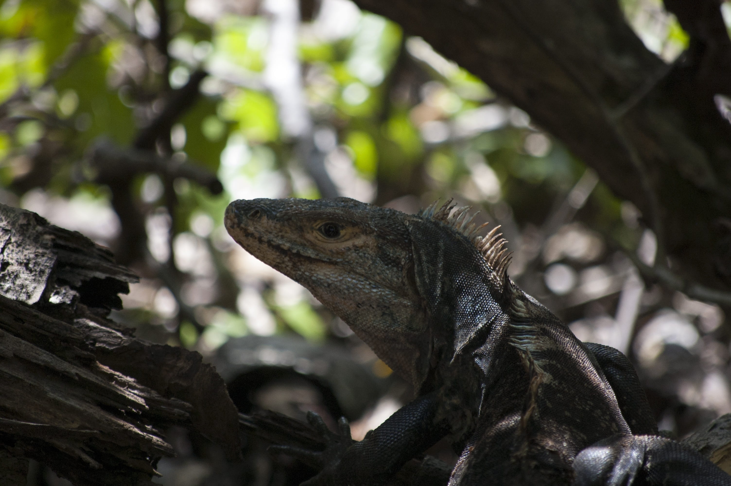 plant, animal themes, profile view, focus on foreground, america, animal scale, lizard, nature, tropical, amphibian, close-up, natural, outdoors, tree, HD Wallpaper