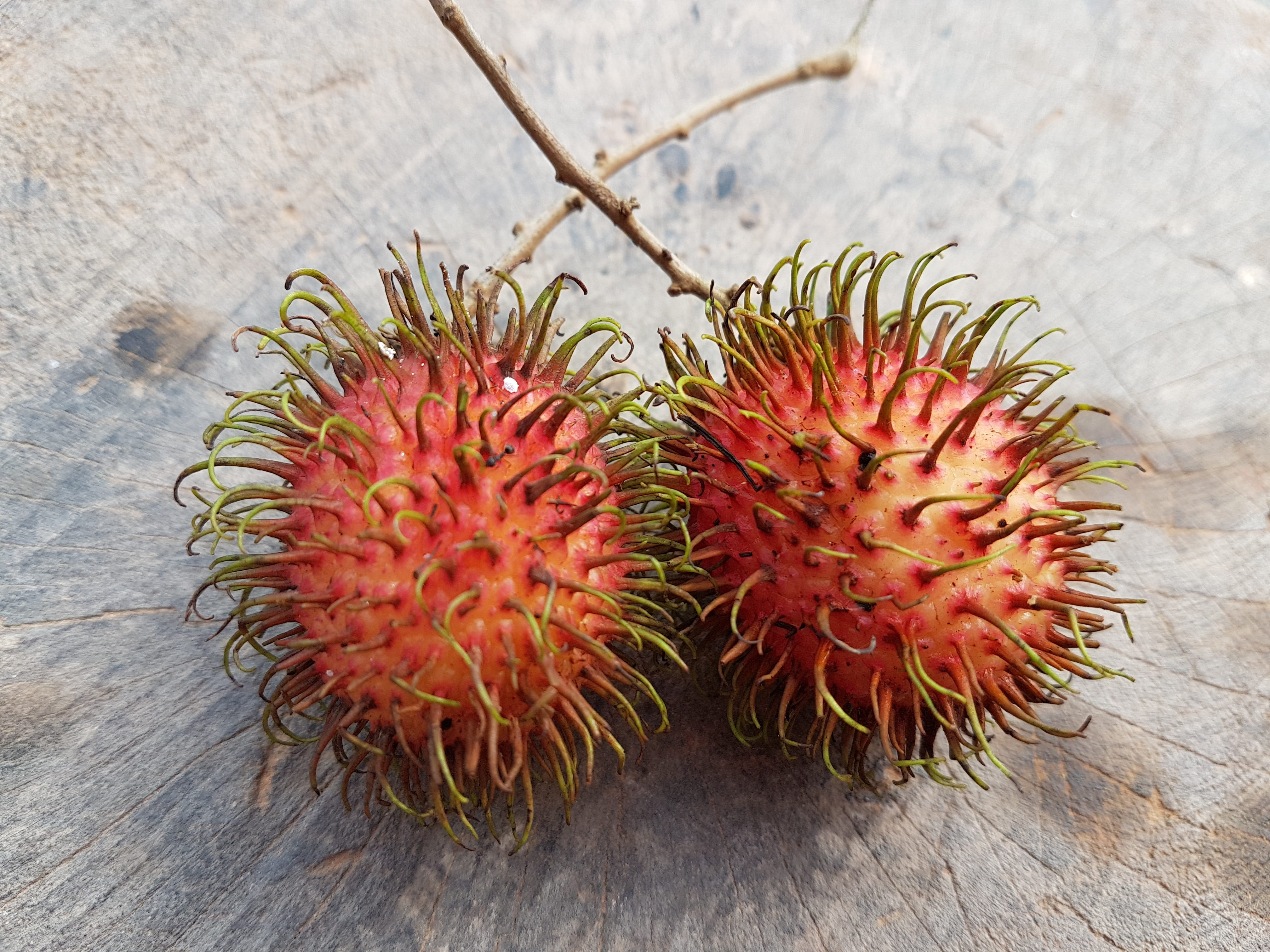 lychee, healthy, color, sweet, high angle view, close-up, spine, ripe, textured, day, food and drink, confection, rambutan, healthy eating, peaky, 4K, HD Wallpaper